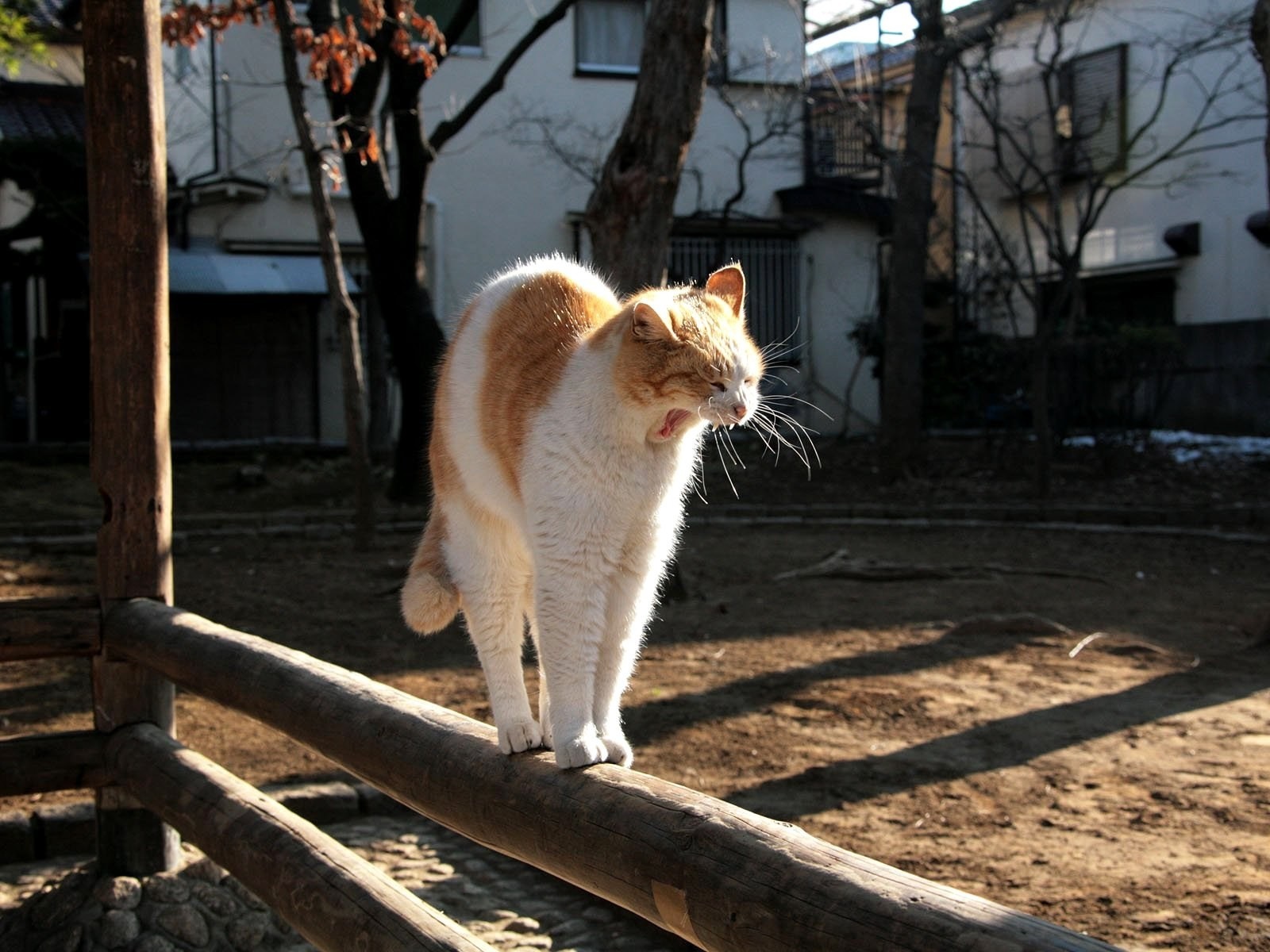 Orange and white cat yawning on a wooden fence HD Wallpaper