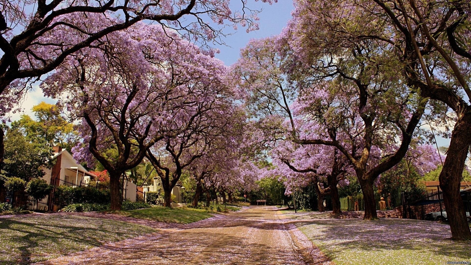 Street lined with blooming Jacaranda trees in spring HD Wallpaper