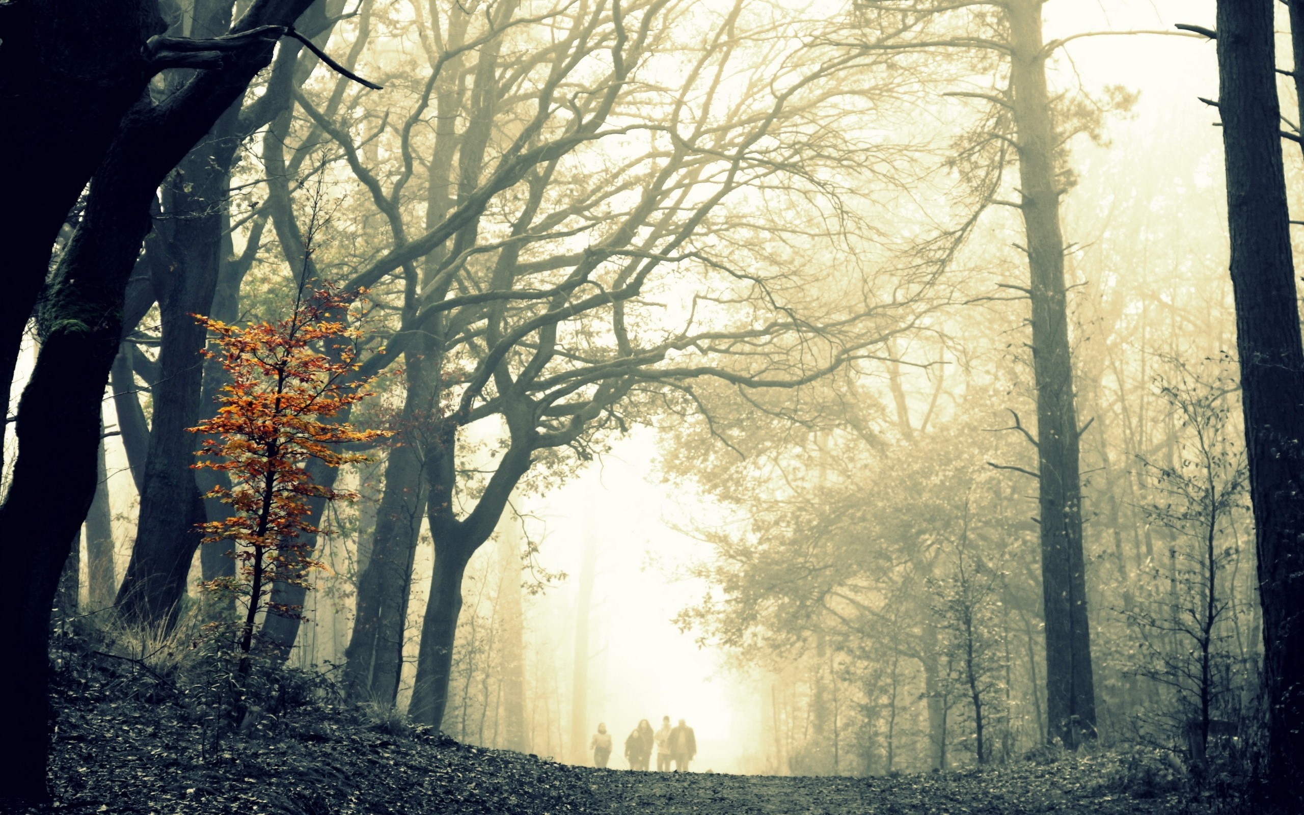 People walking on a foggy forest path in autumn HD Wallpaper