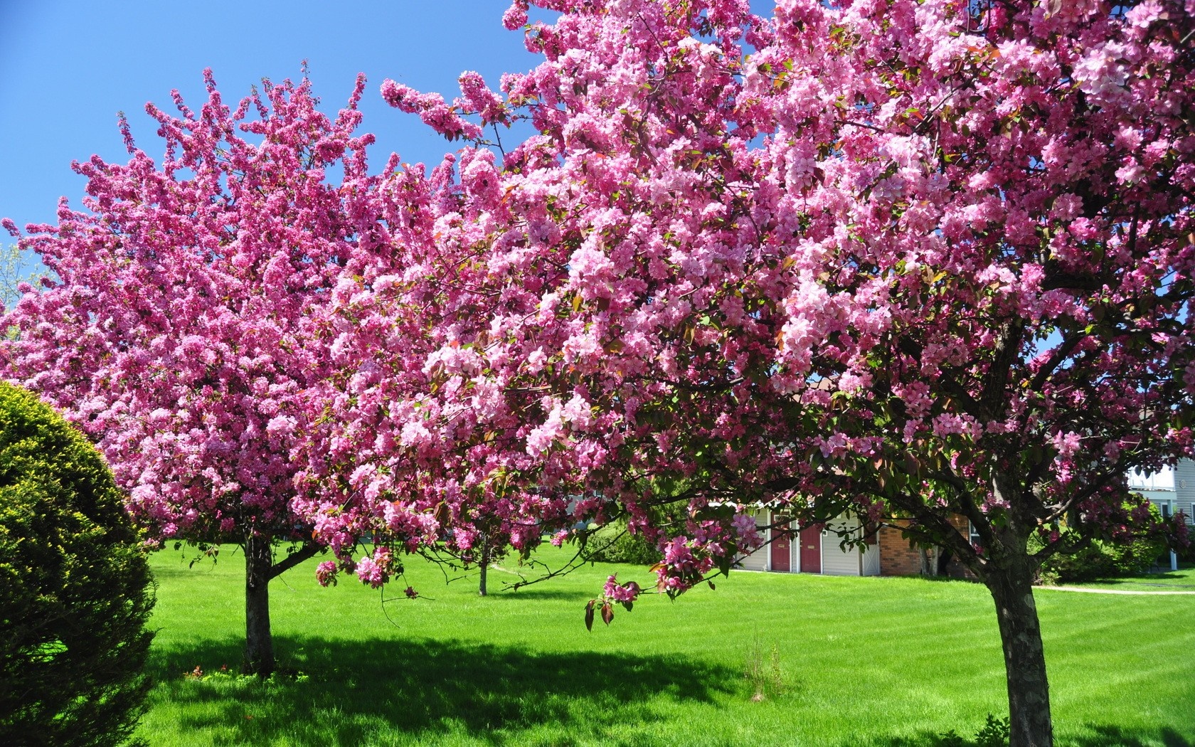 Pink flowering trees on a green lawn HD Wallpaper