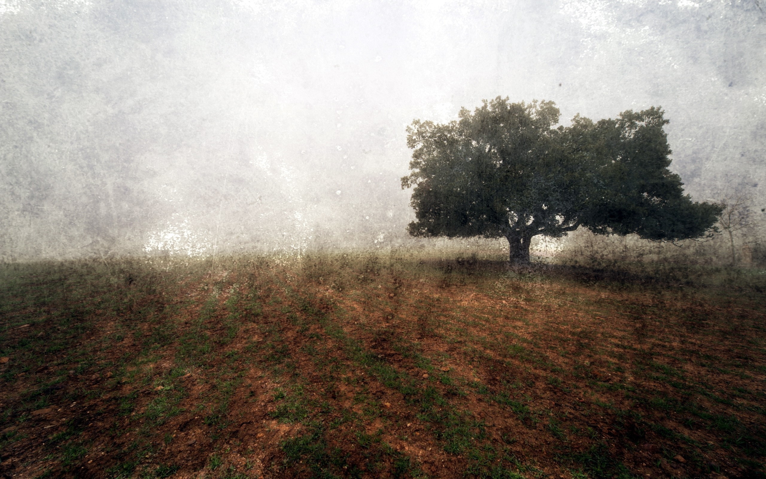 A lone tree on a misty hill HD Wallpaper