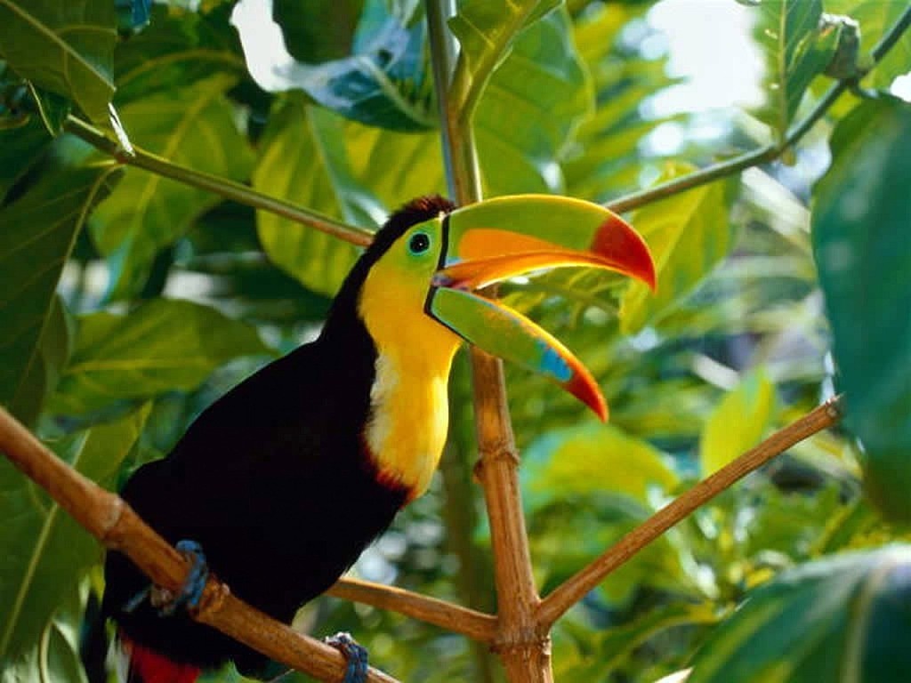 Colorful Toucan Perched in Tropical Jungle HD Wallpaper