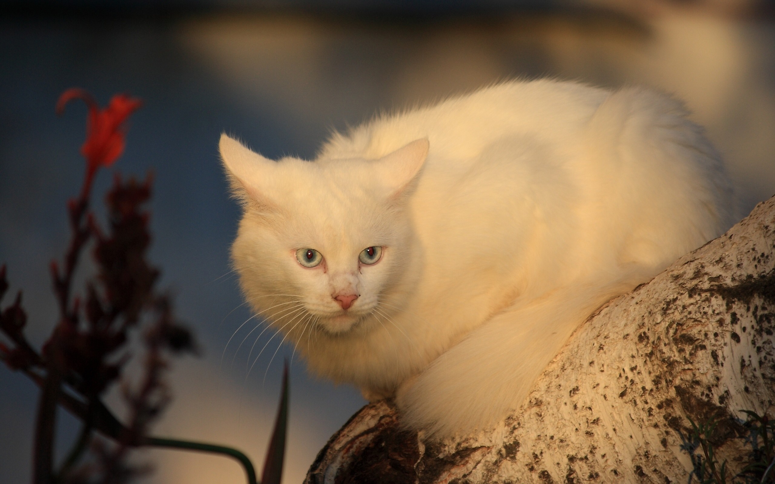 White cat with blue eyes sitting on a log HD Wallpaper