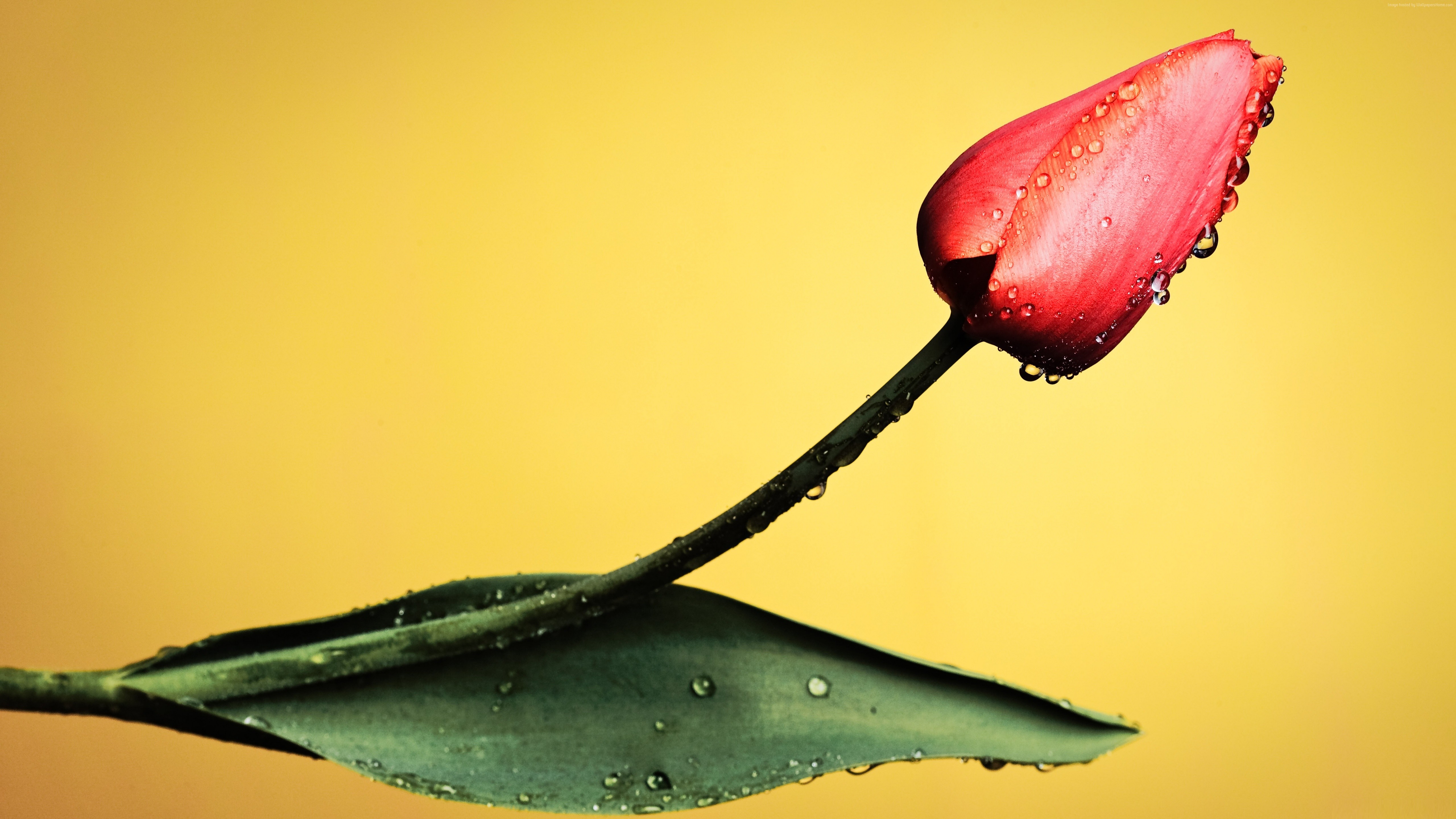 Red tulip with water droplets on yellow background HD Wallpaper