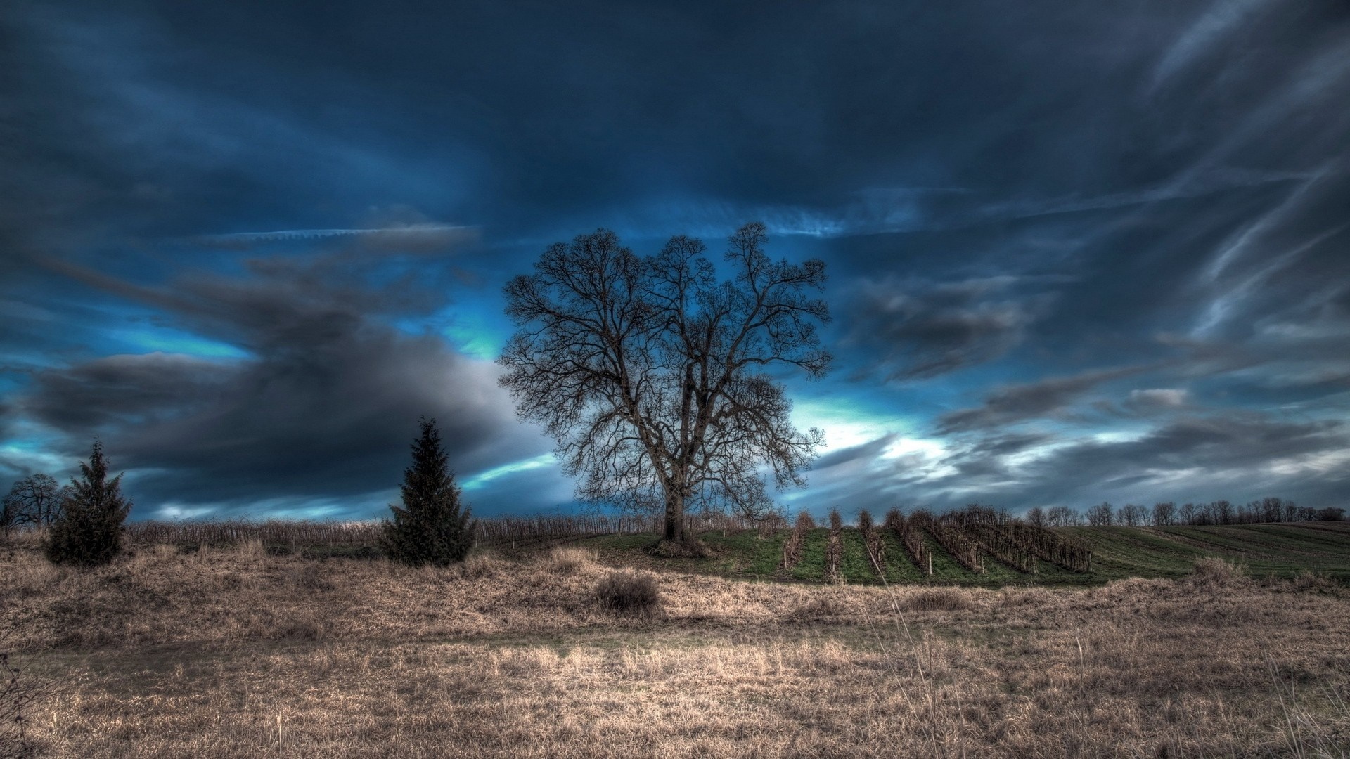 Bare tree in a field under a stormy sky HD Wallpaper