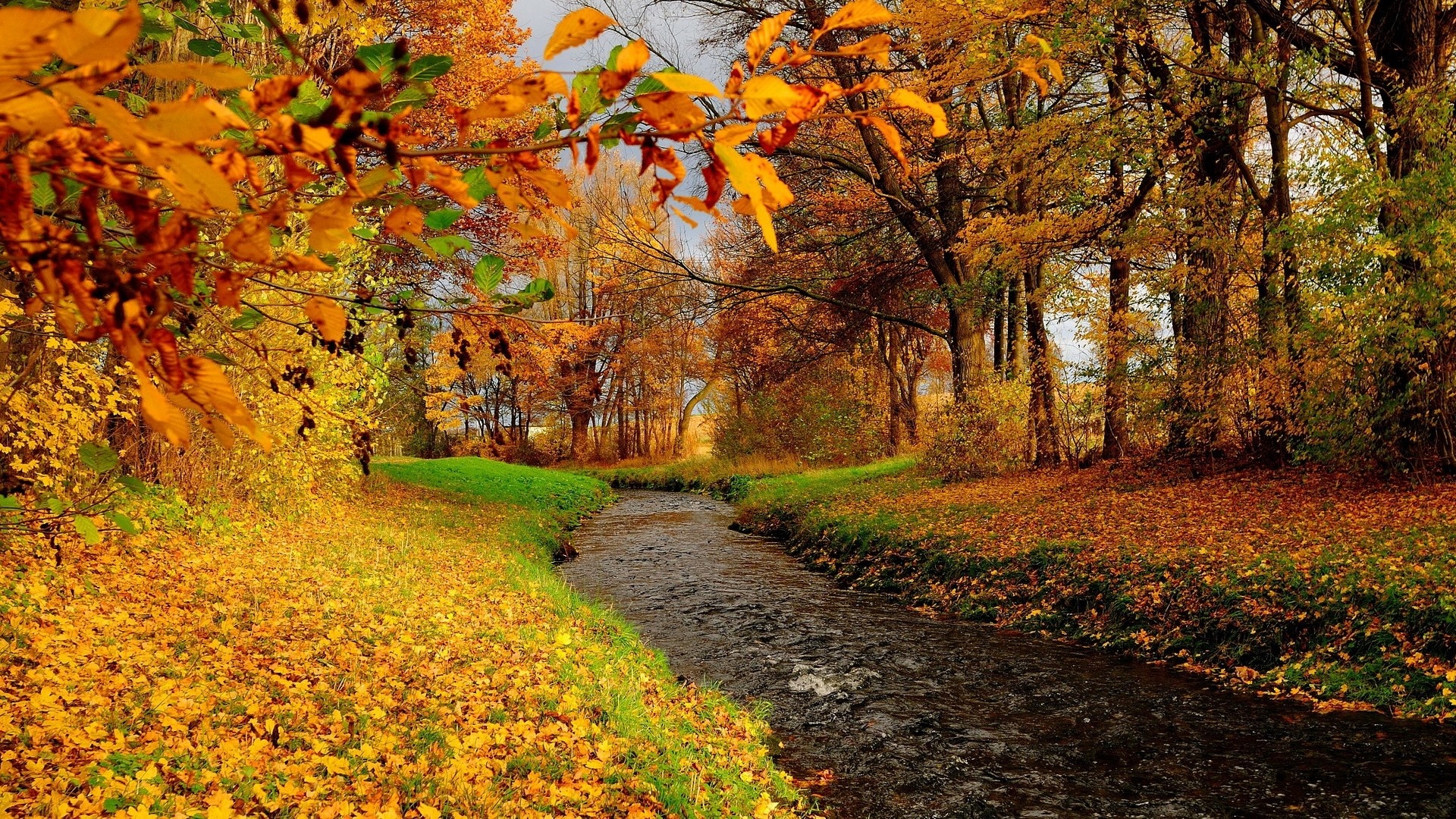 Autumn forest with a stream and fallen leaves HD Wallpaper