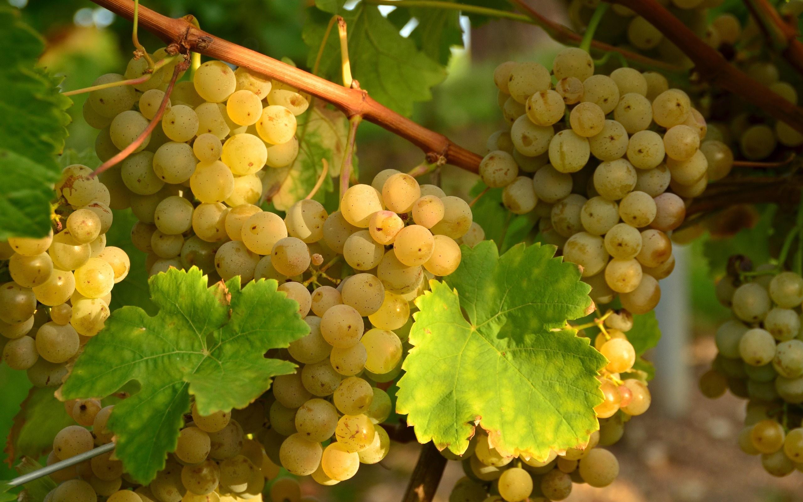 White grapes on a vine with green leaves HD Wallpaper