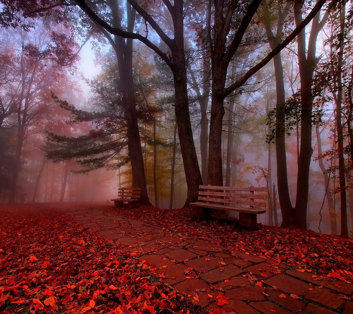 Autumn forest with benches and fallen leaves HD Wallpaper