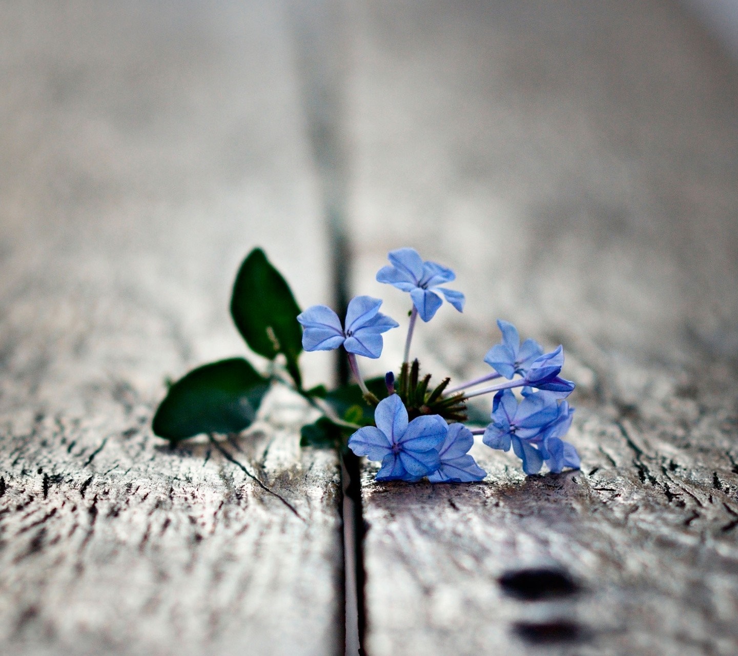 Blue flowers with green leaves on a wooden surface HD Wallpaper