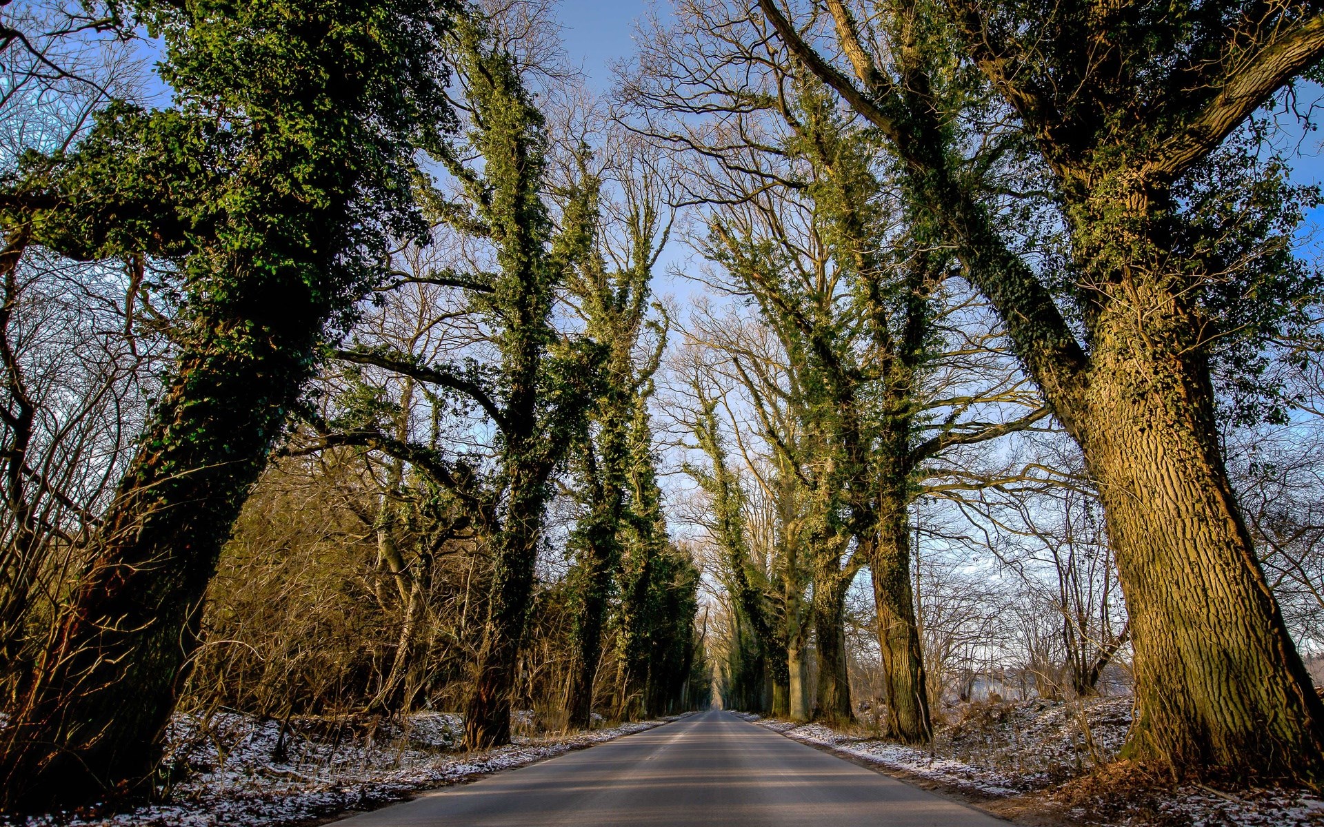 A tree-lined road with snow on the ground HD Wallpaper