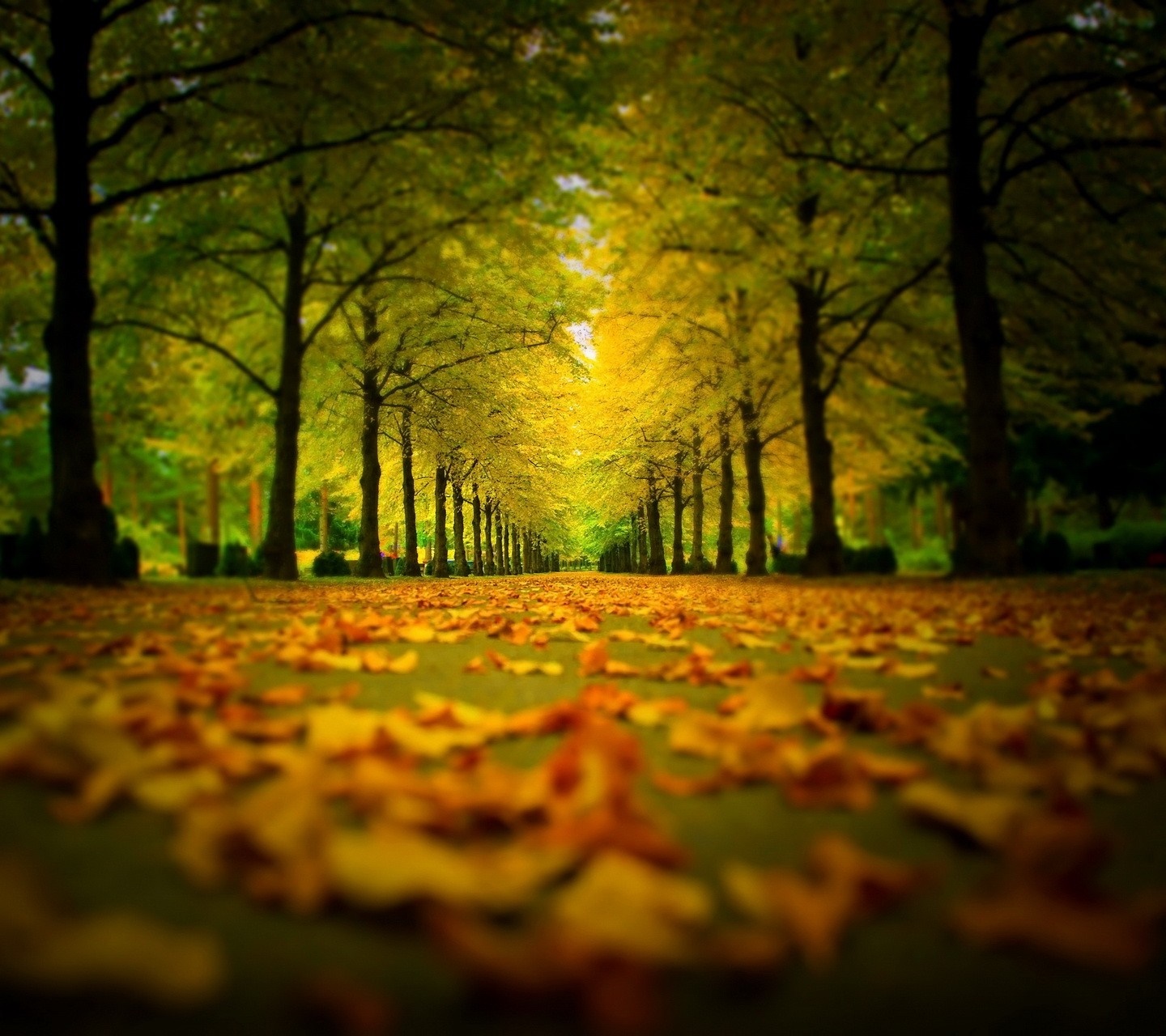 Autumn path lined with trees and fallen leaves HD Wallpaper