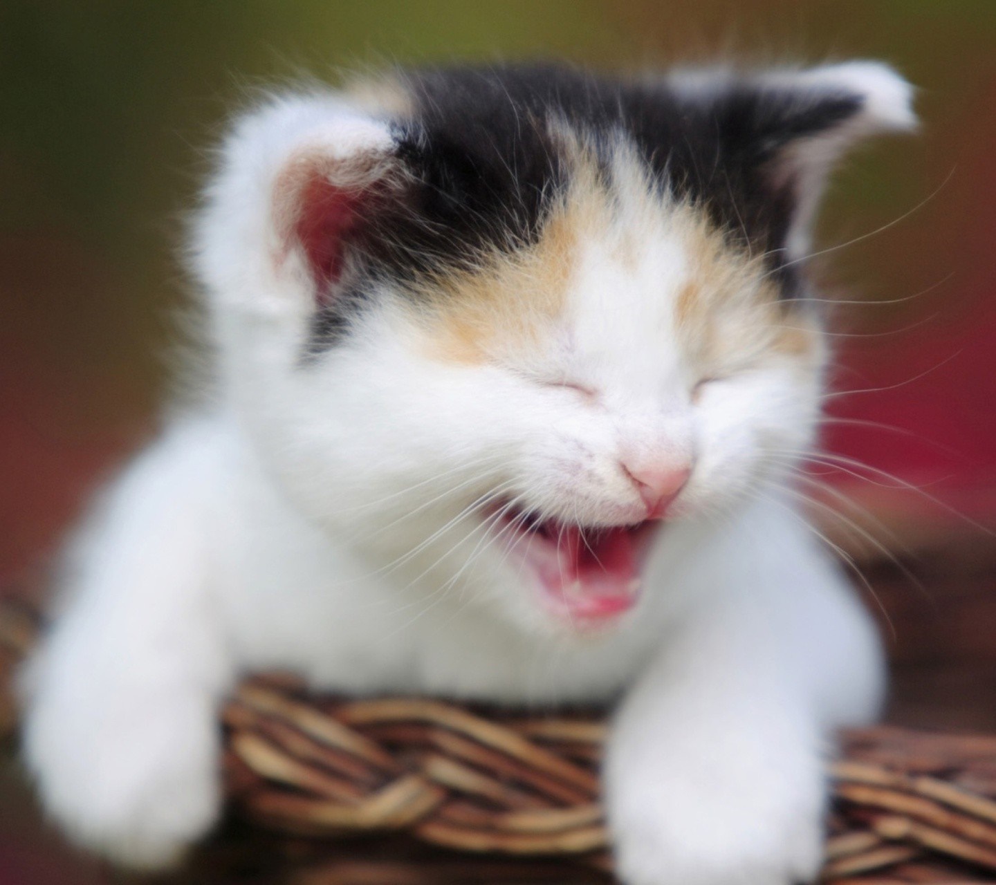 Calico kitten yawning in a basket HD Wallpaper