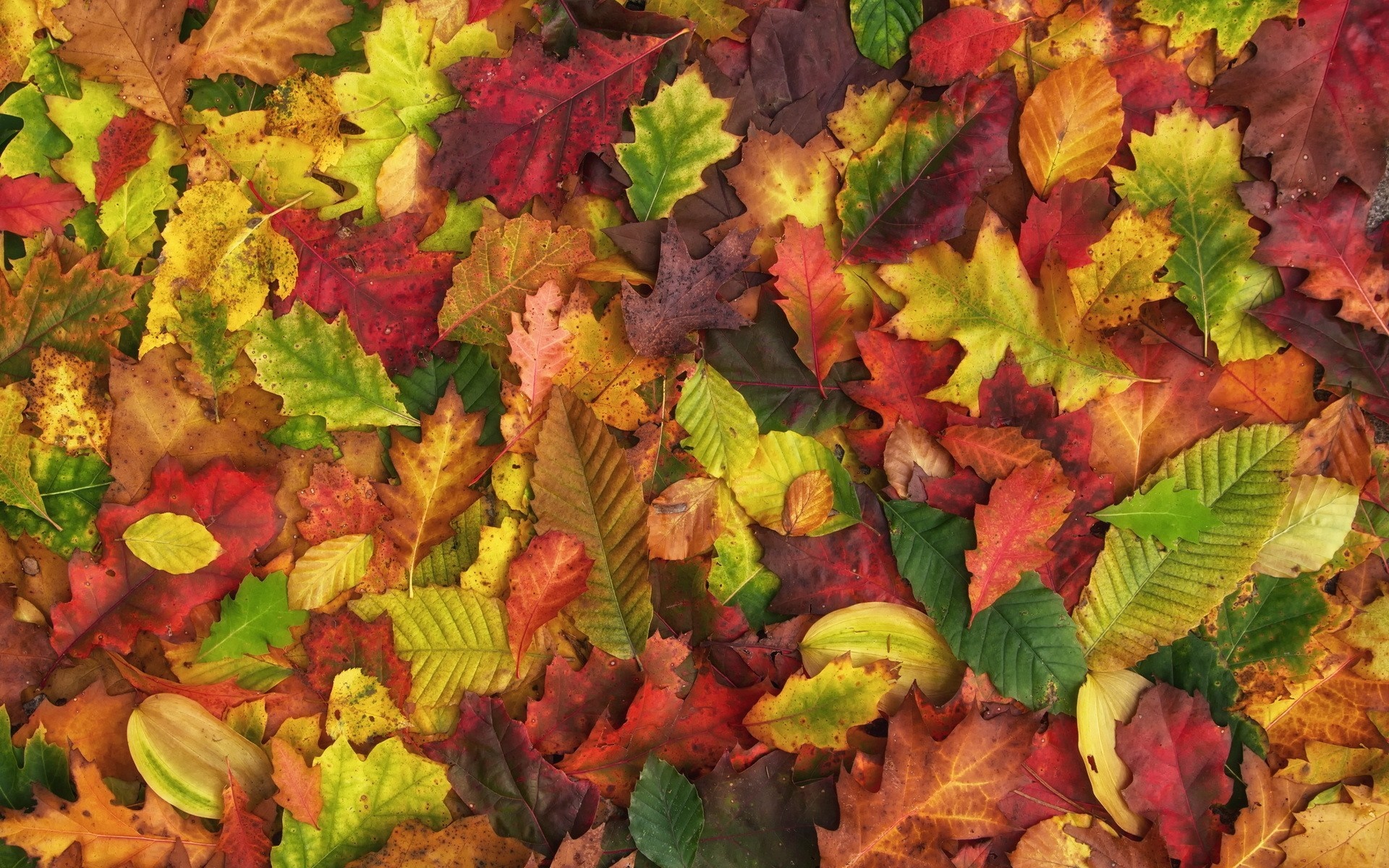 A pile of colorful autumn leaves on the ground HD Wallpaper