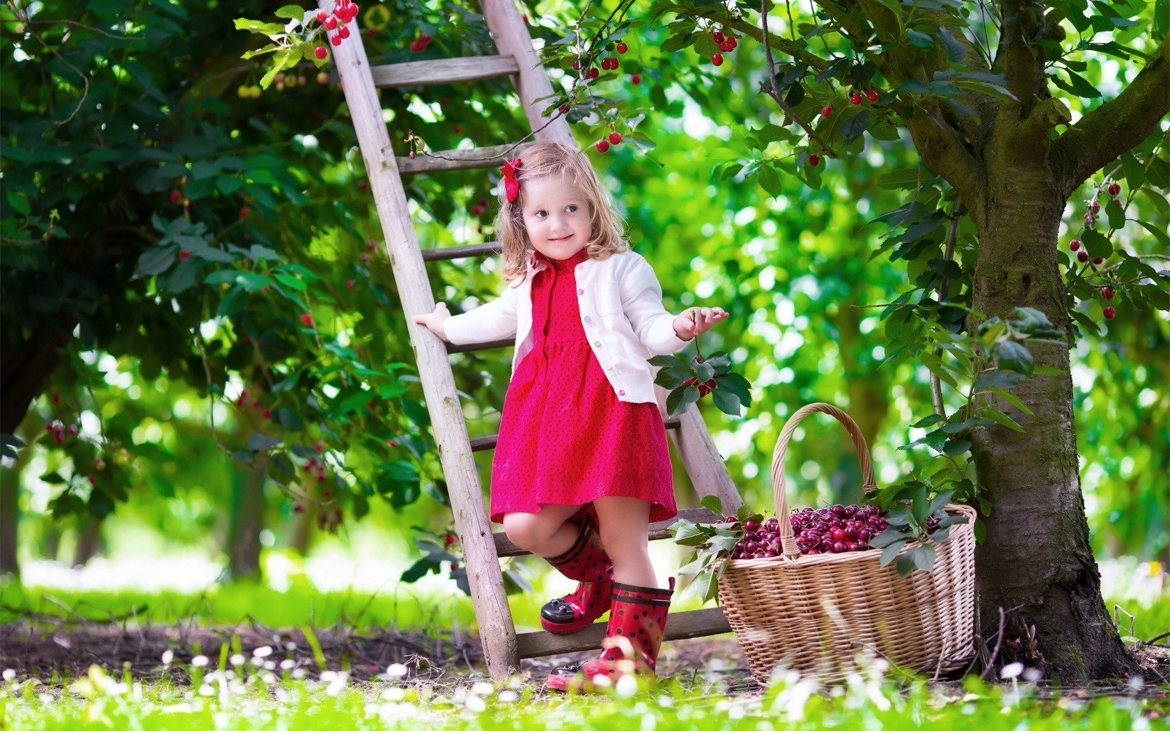Girl picking cherries from a ladder in a garden HD Wallpaper