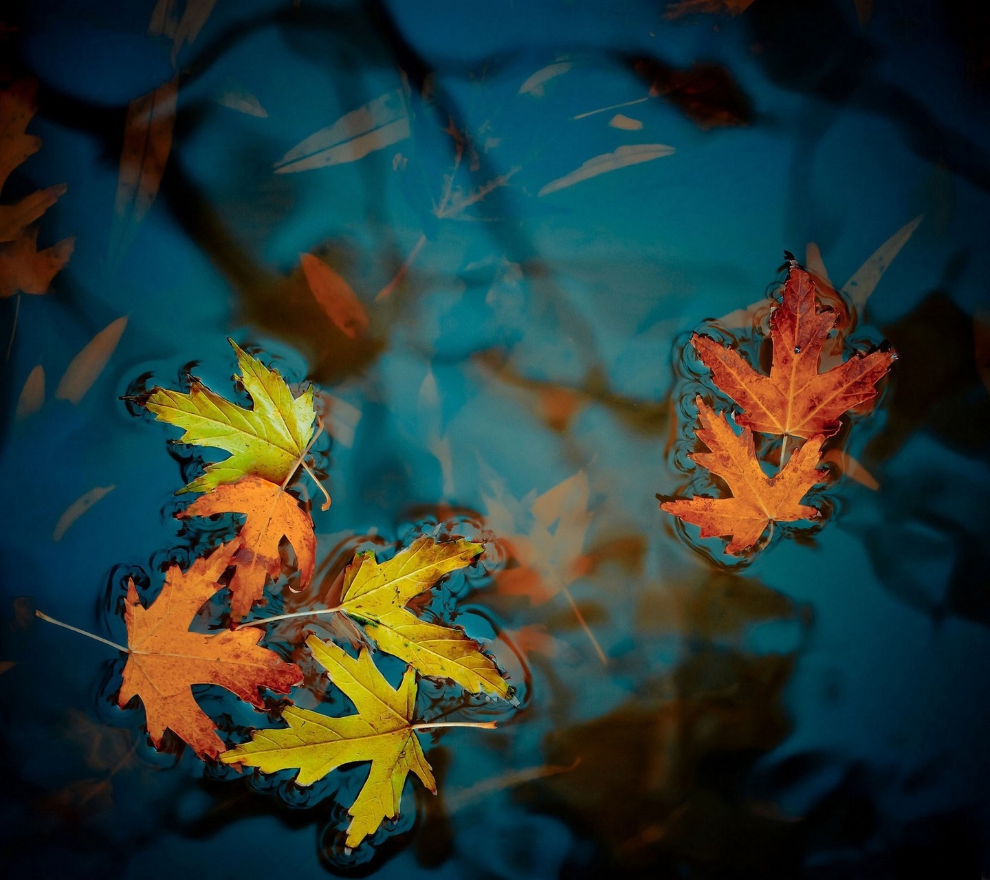 Autumn leaves floating on blue water HD Wallpaper