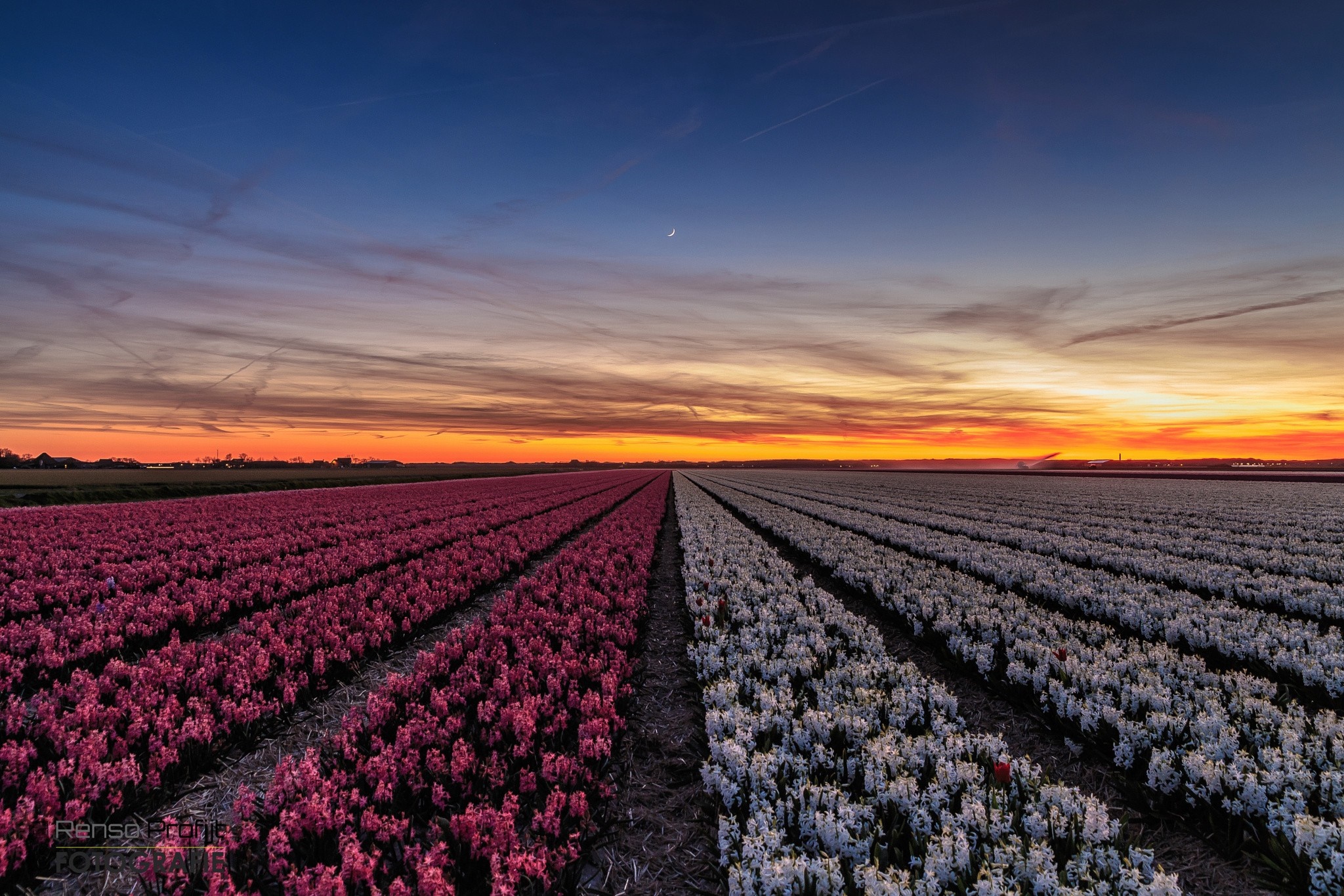 Sunset Over Vibrant Flower Field HD Wallpaper