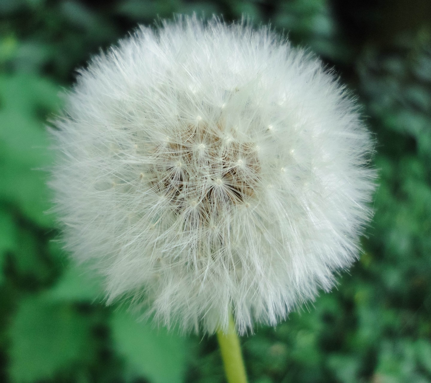 Close-up of a dandelion seed head HD Wallpaper