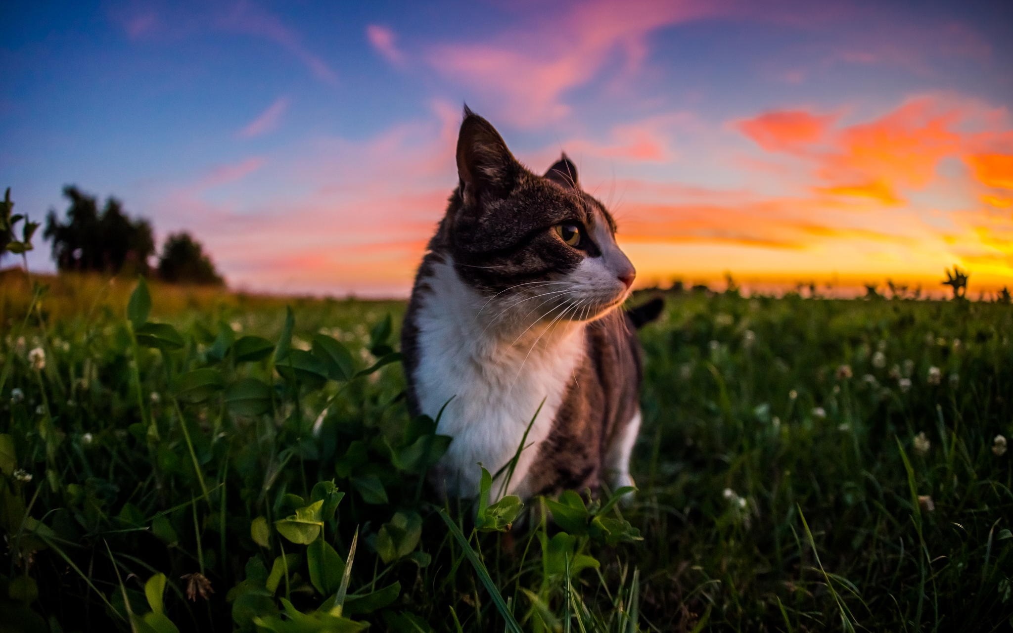 Cat in a grassy field at sunset HD Wallpaper