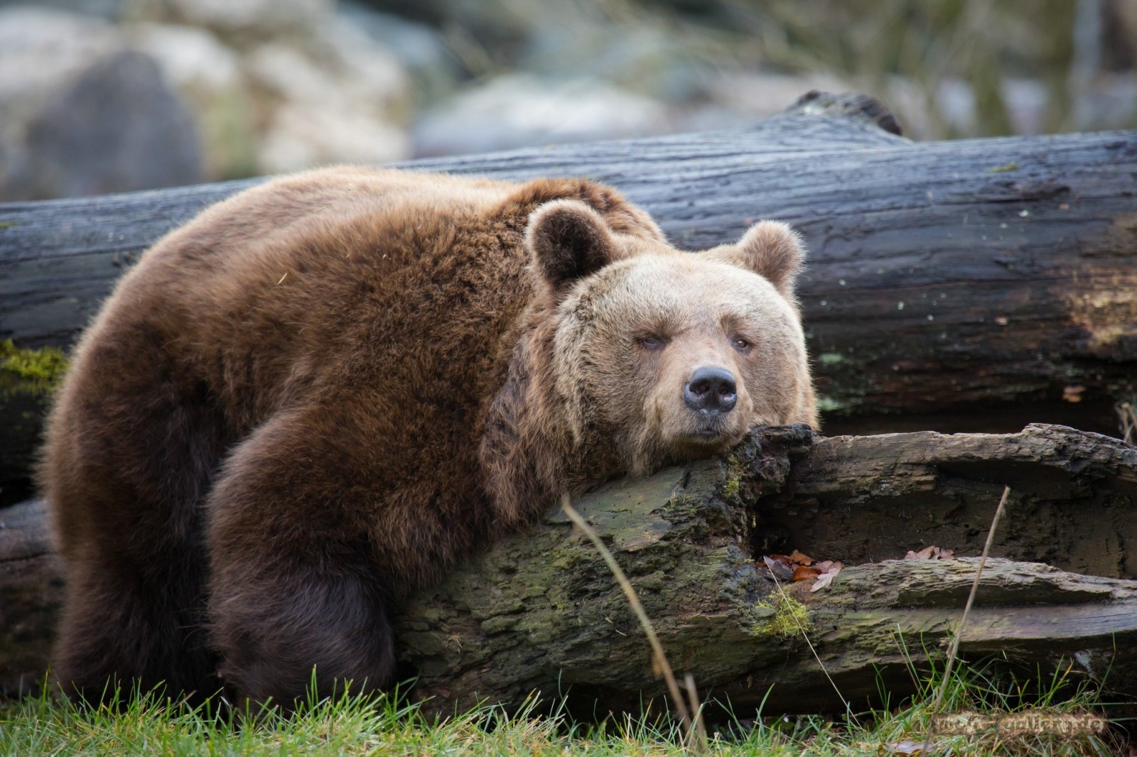 Brown bear resting on a fallen log HD Wallpaper