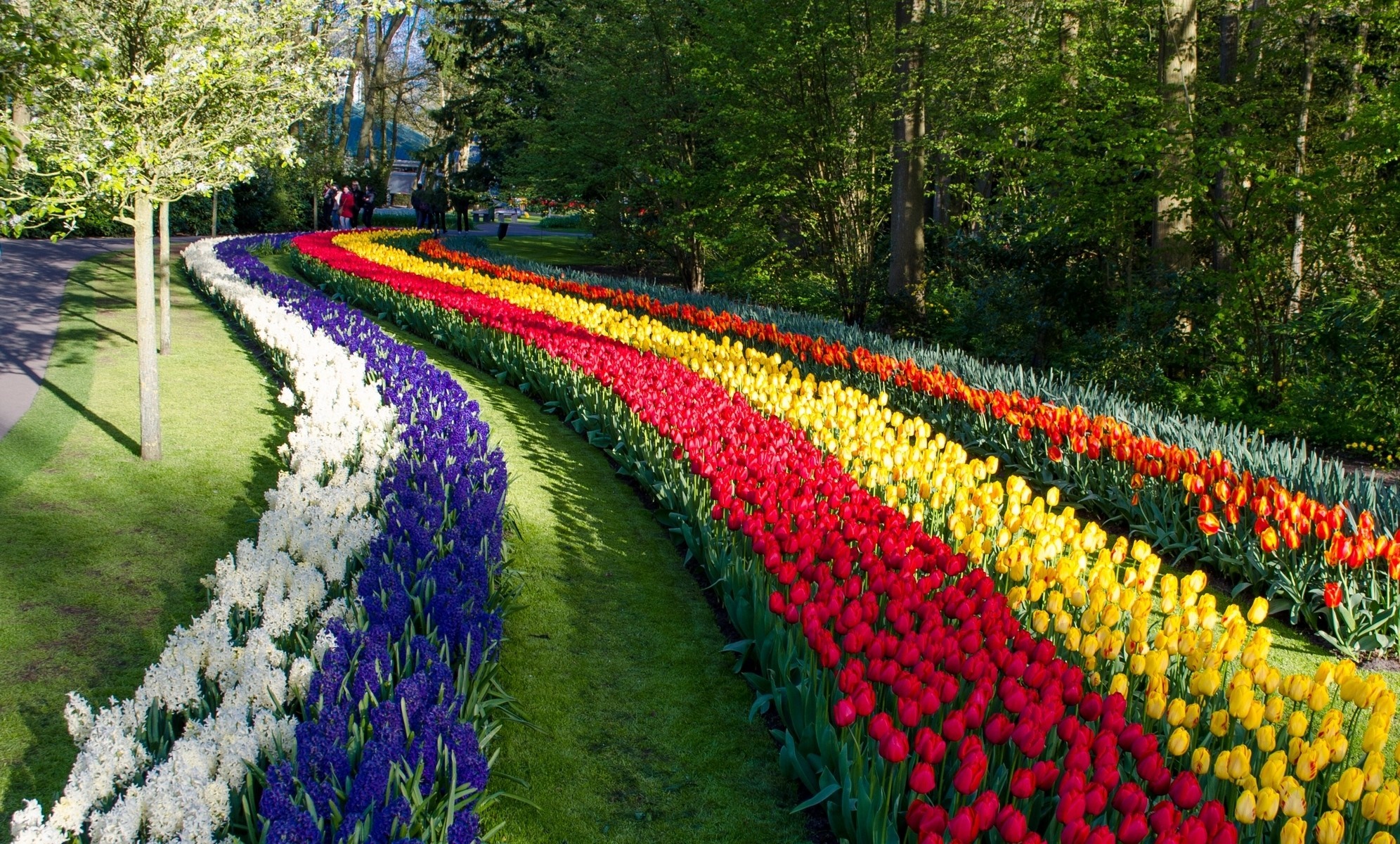 Curving rows of colorful tulips and hyacinths in a garden HD Wallpaper