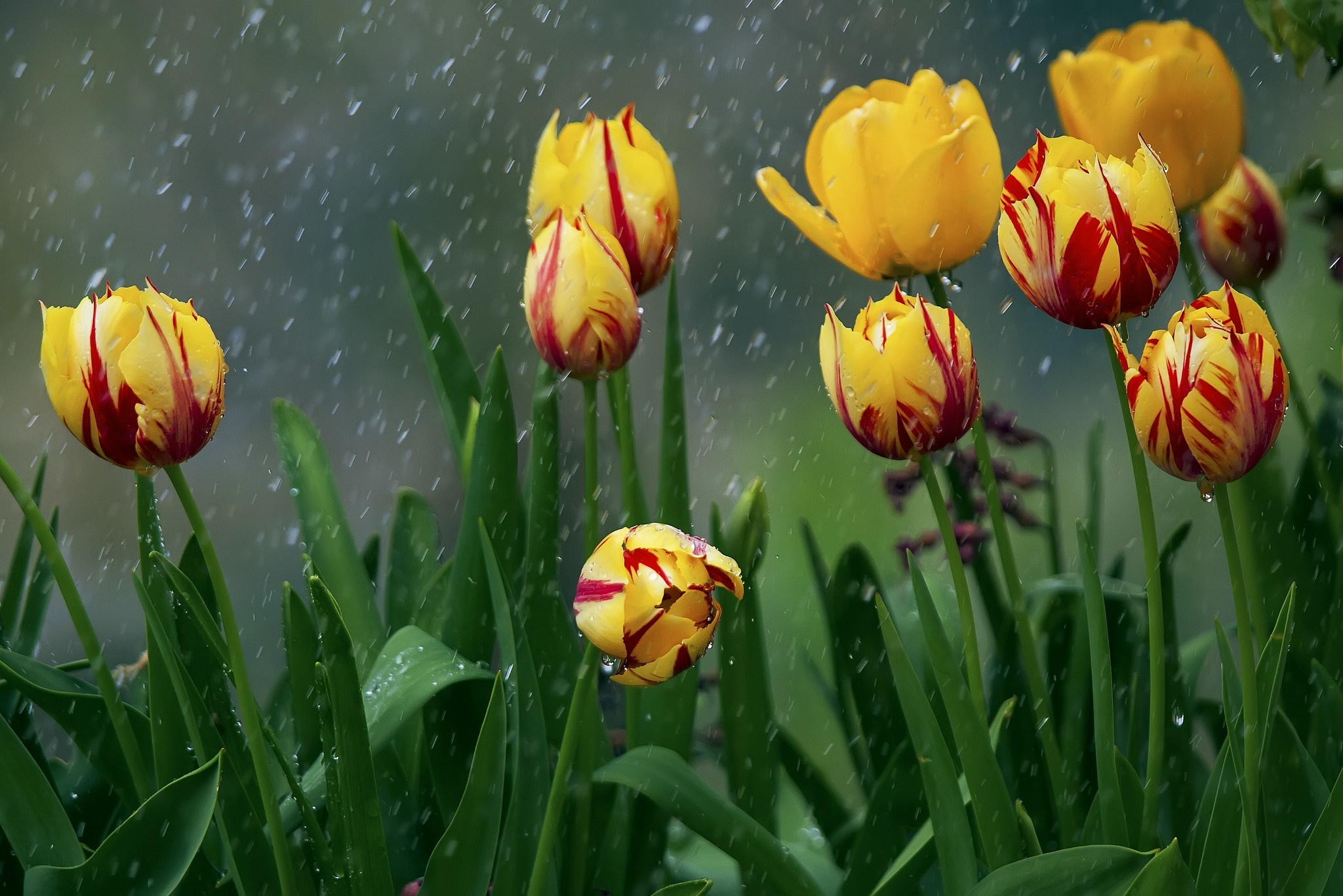 Yellow and Red Tulips in the Rain HD Wallpaper