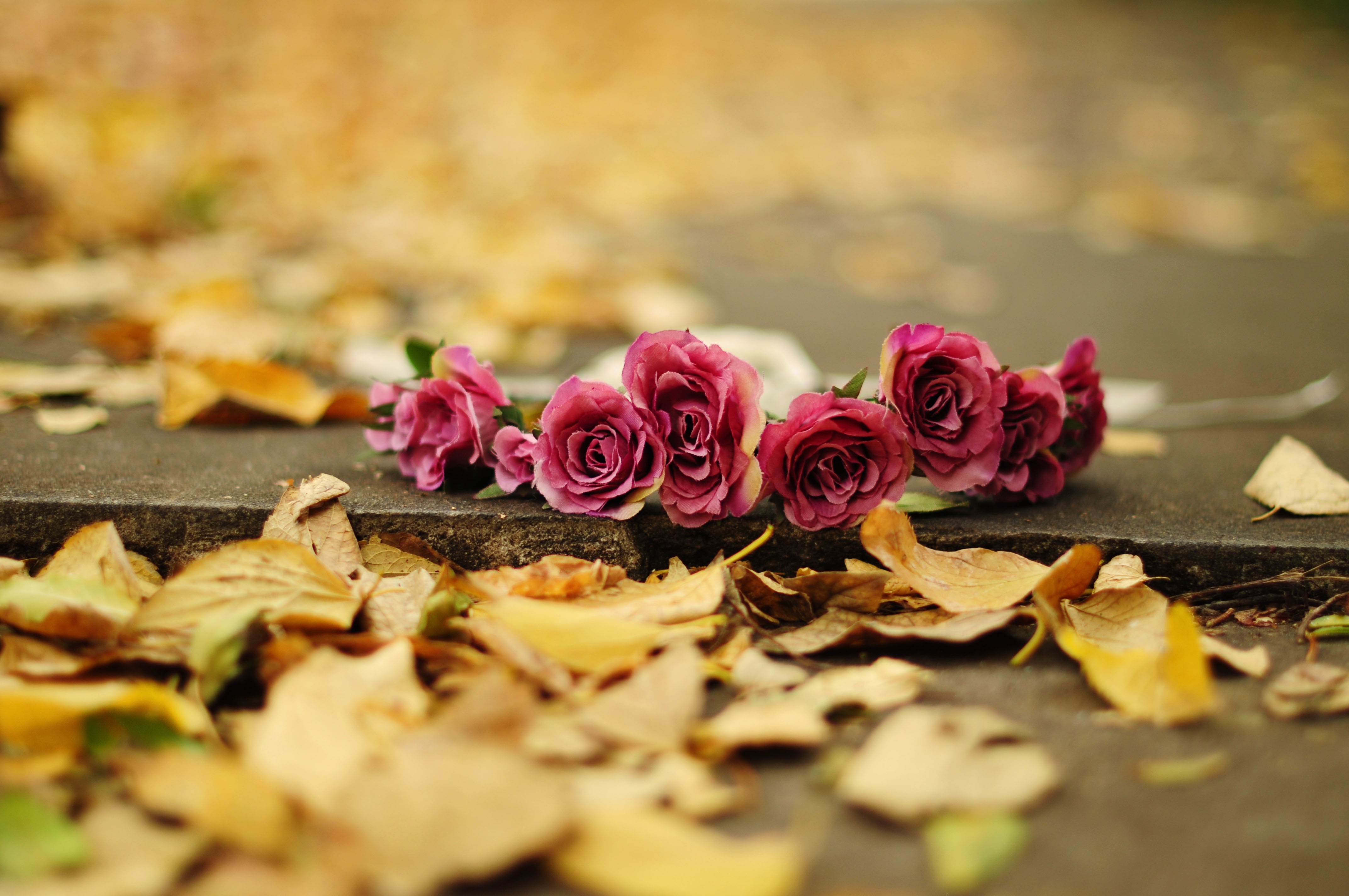 Pink roses and fallen autumn leaves on a stone surface HD Wallpaper