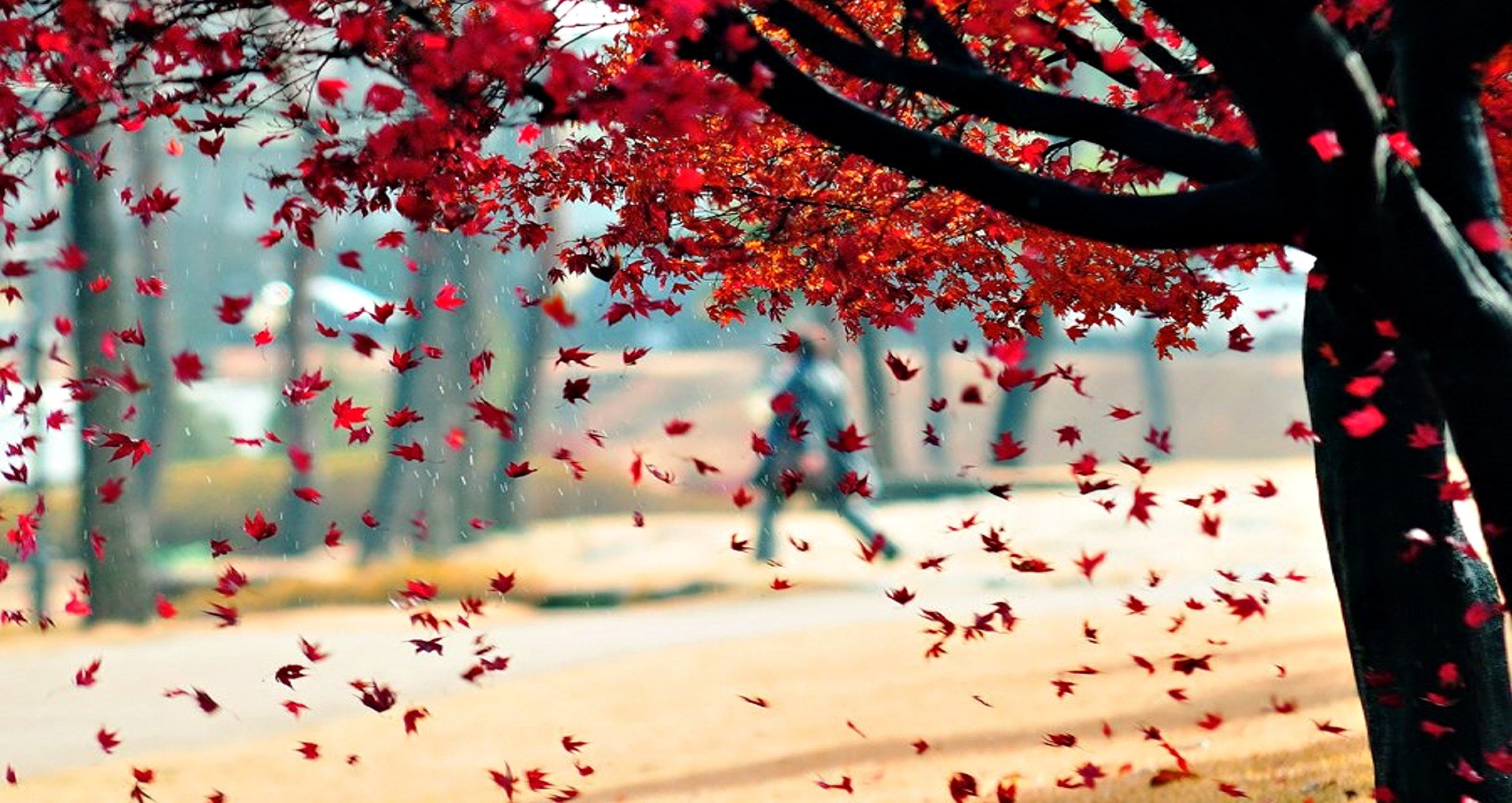 Red autumn leaves falling from a tree in the rain HD Wallpaper