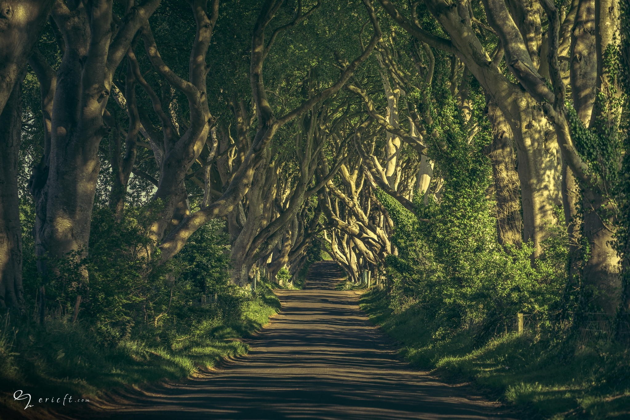 Tree tunnel road with sunlight filtering through branches HD Wallpaper