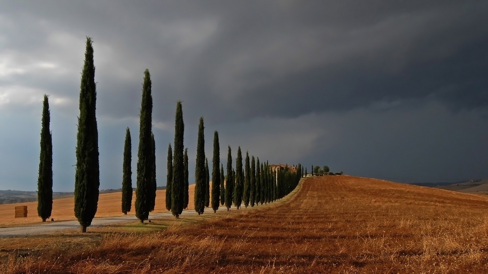 Cypress trees line a road in Tuscany under stormy skies HD Wallpaper