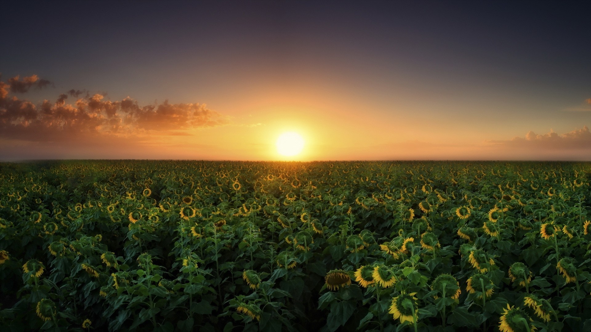 Field of sunflowers at sunset HD Wallpaper