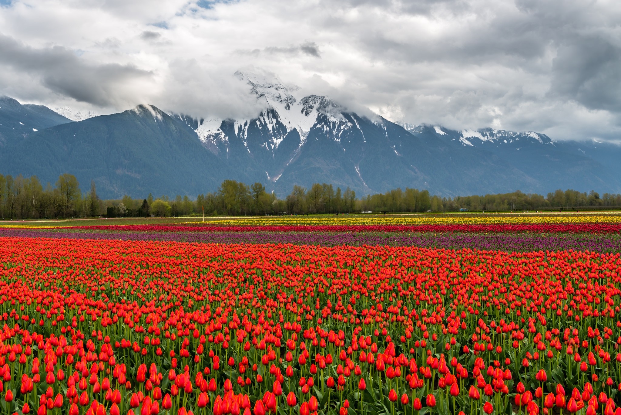 Field of red tulips with mountains in the background HD Wallpaper