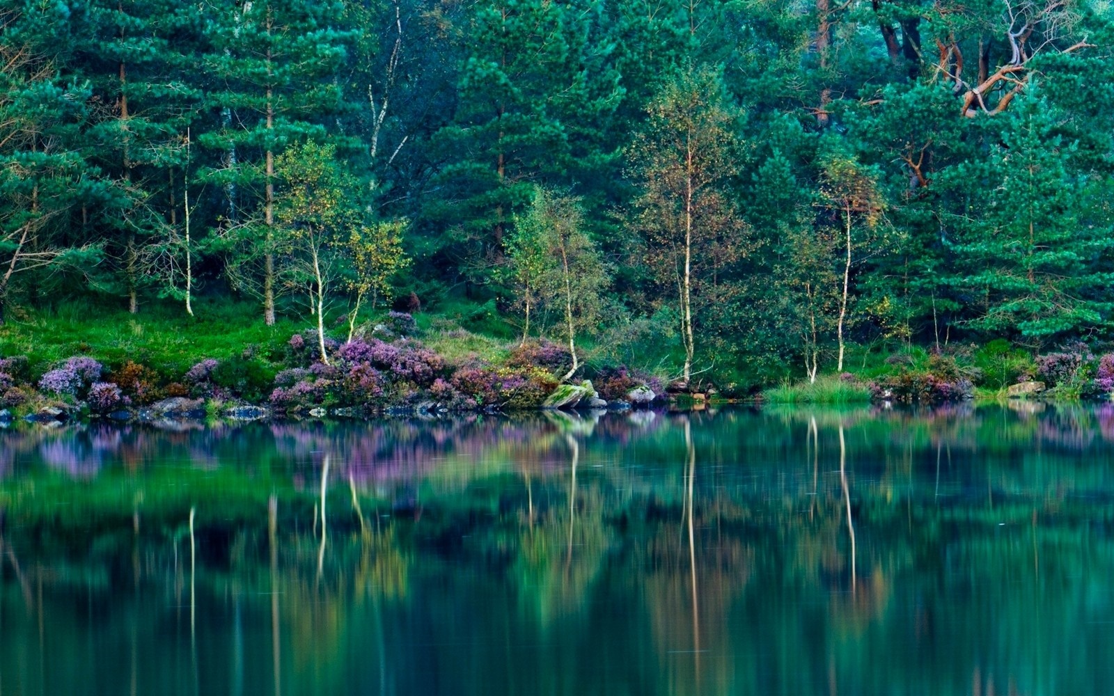 Forest reflecting in a calm lake with wildflowers HD Wallpaper
