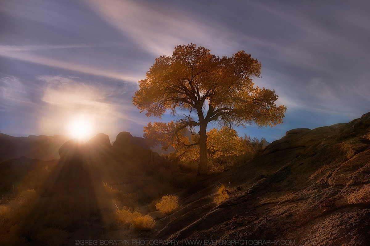 Autumn tree at sunrise with sunbeams over rocky hills HD Wallpaper