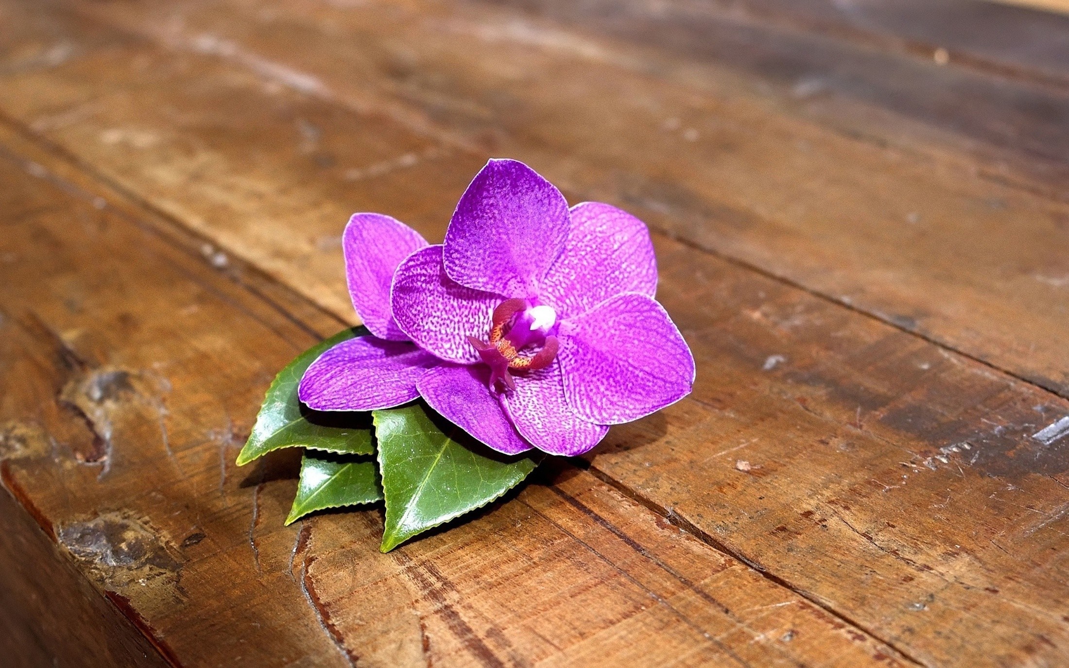 Purple orchid flower with green leaves on wooden table HD Wallpaper
