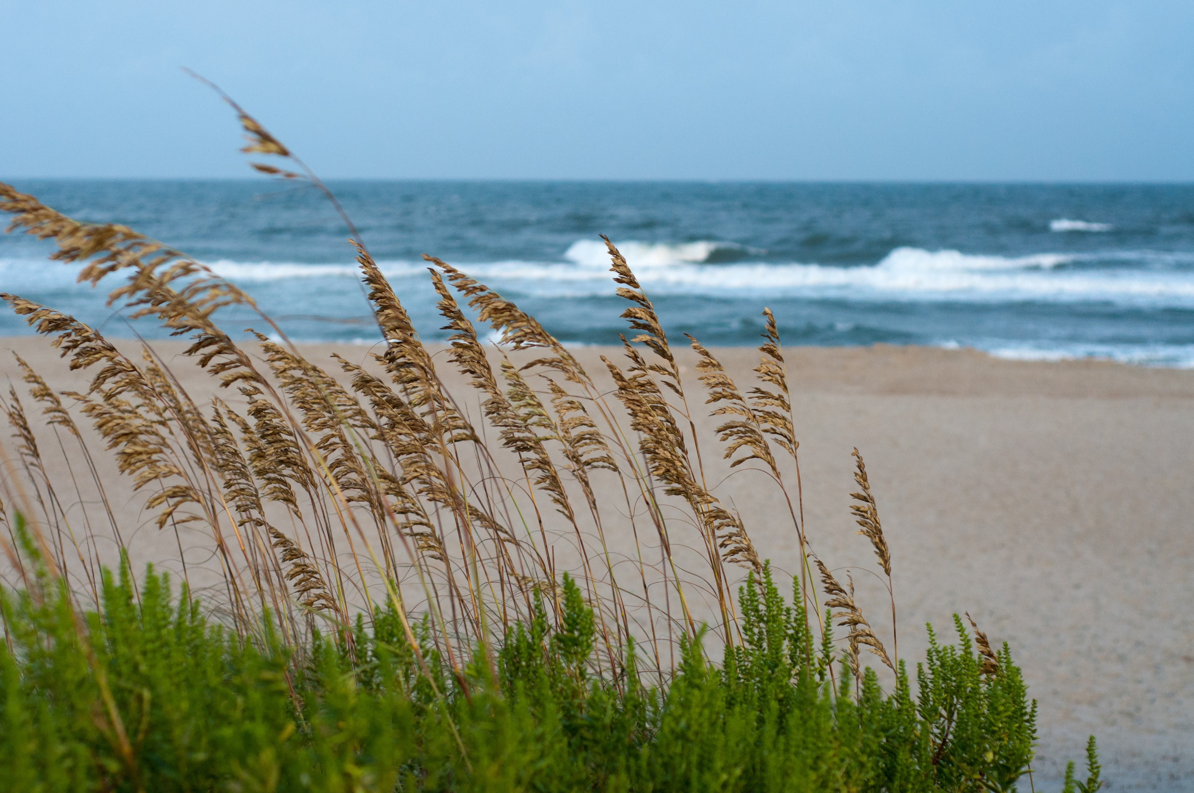 Sea oats and green plants on a sandy beach with ocean waves HD Wallpaper