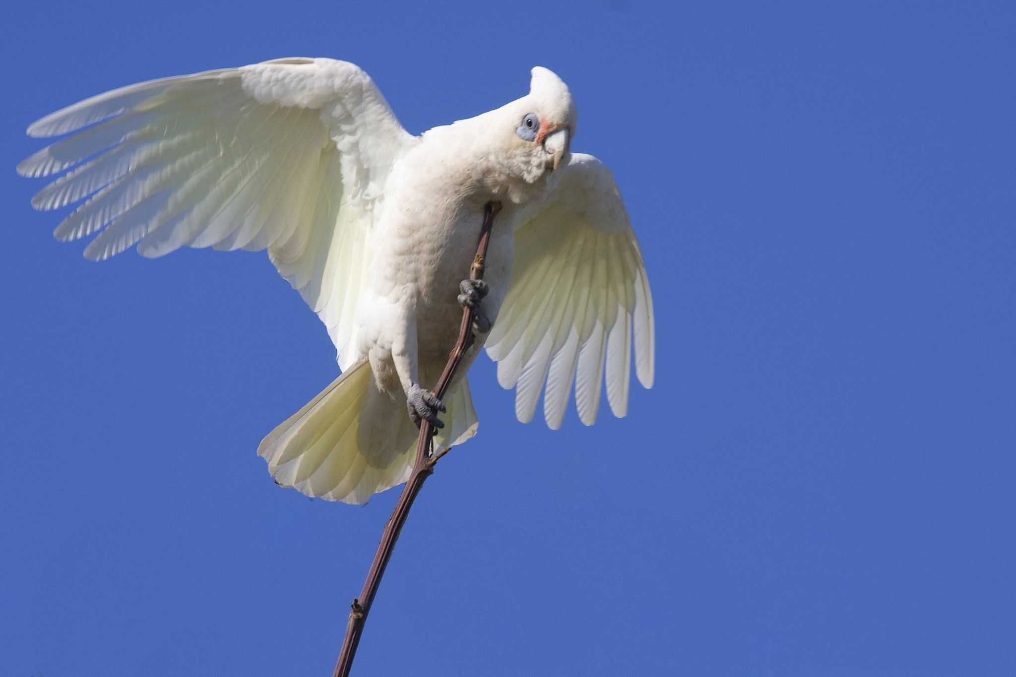 White cockatoo bird perched on a branch against blue sky HD Wallpaper