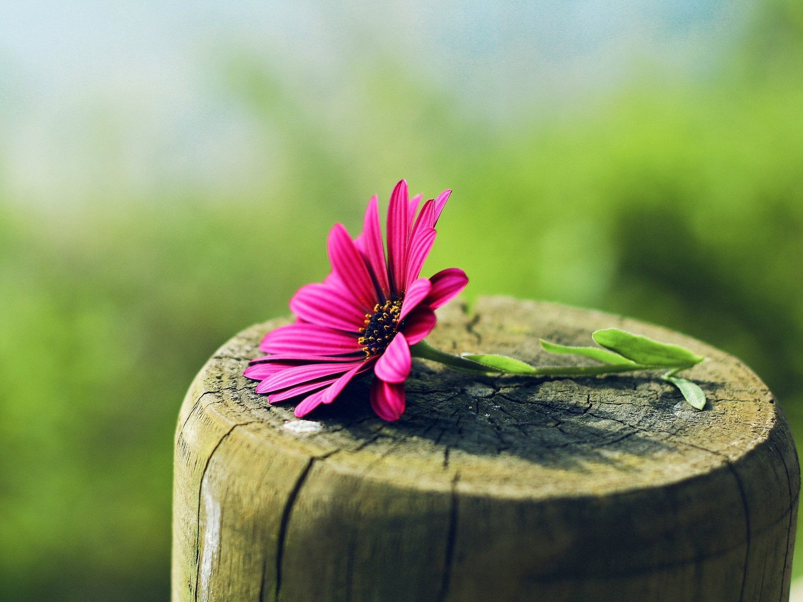 Pink flower on a wooden post HD Wallpaper