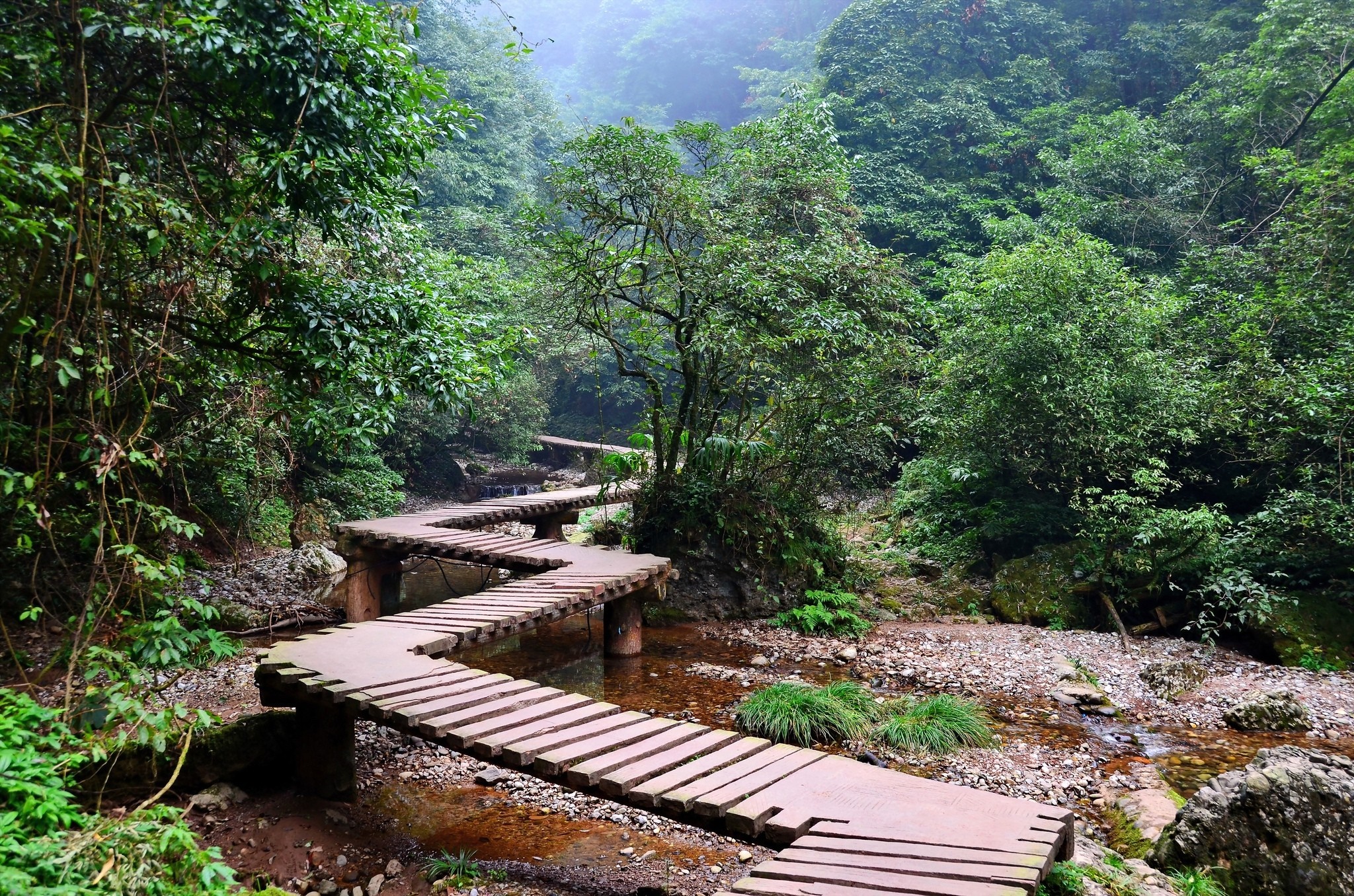 Wooden boardwalk winding through a misty forest with a stream HD Wallpaper