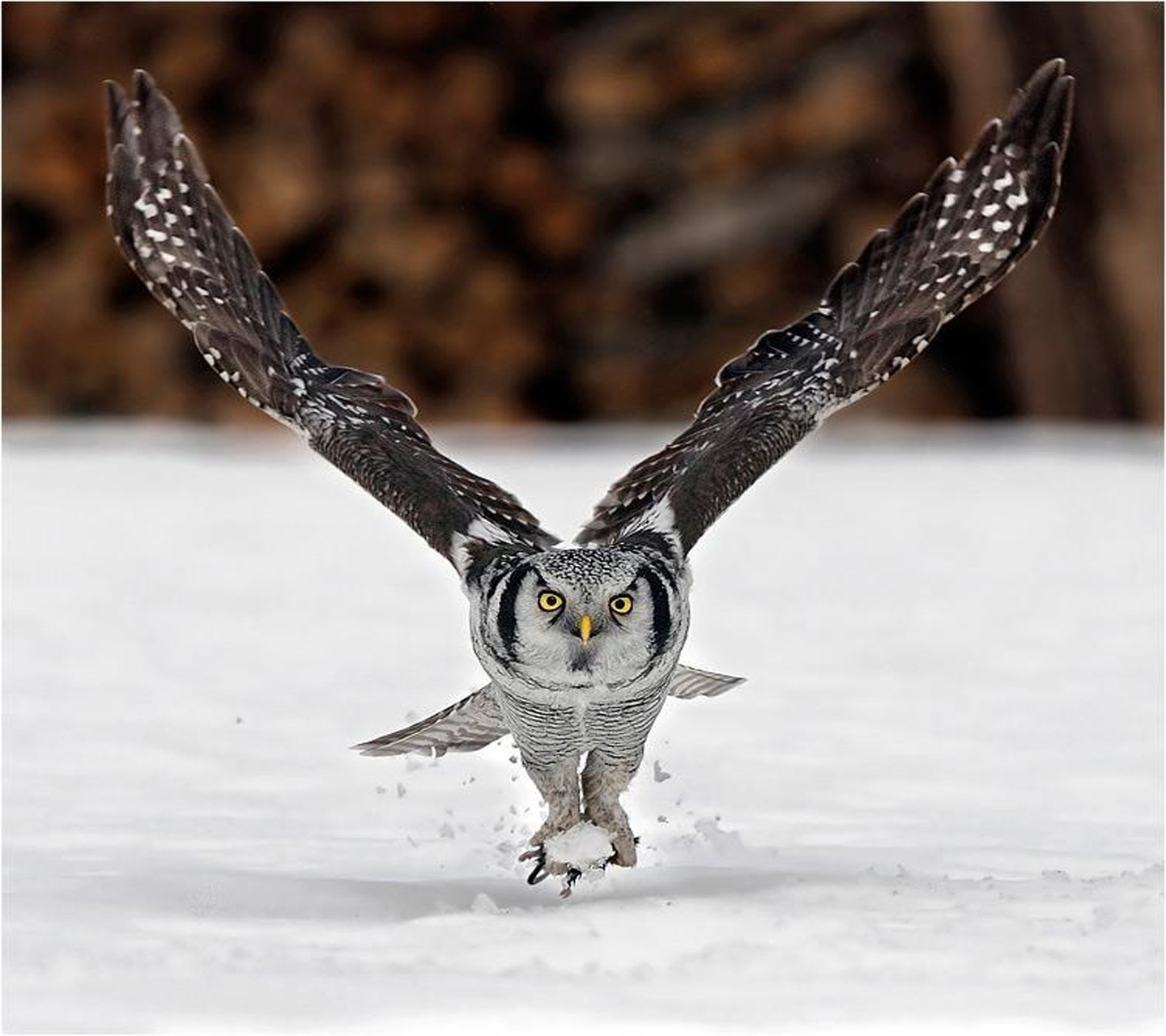 Northern Hawk Owl in flight over snow HD Wallpaper