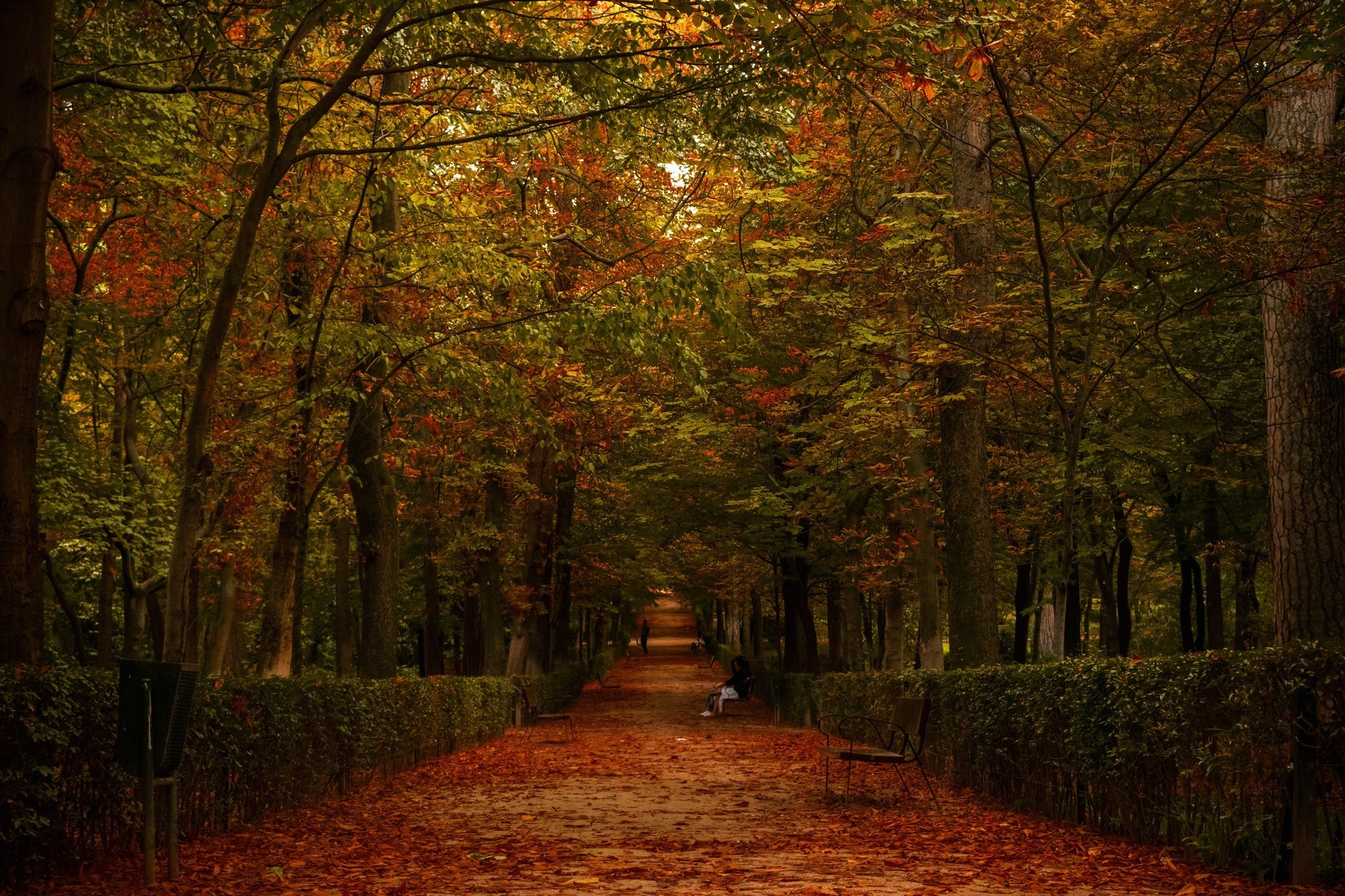 Autumn park pathway with fallen leaves and trees HD Wallpaper