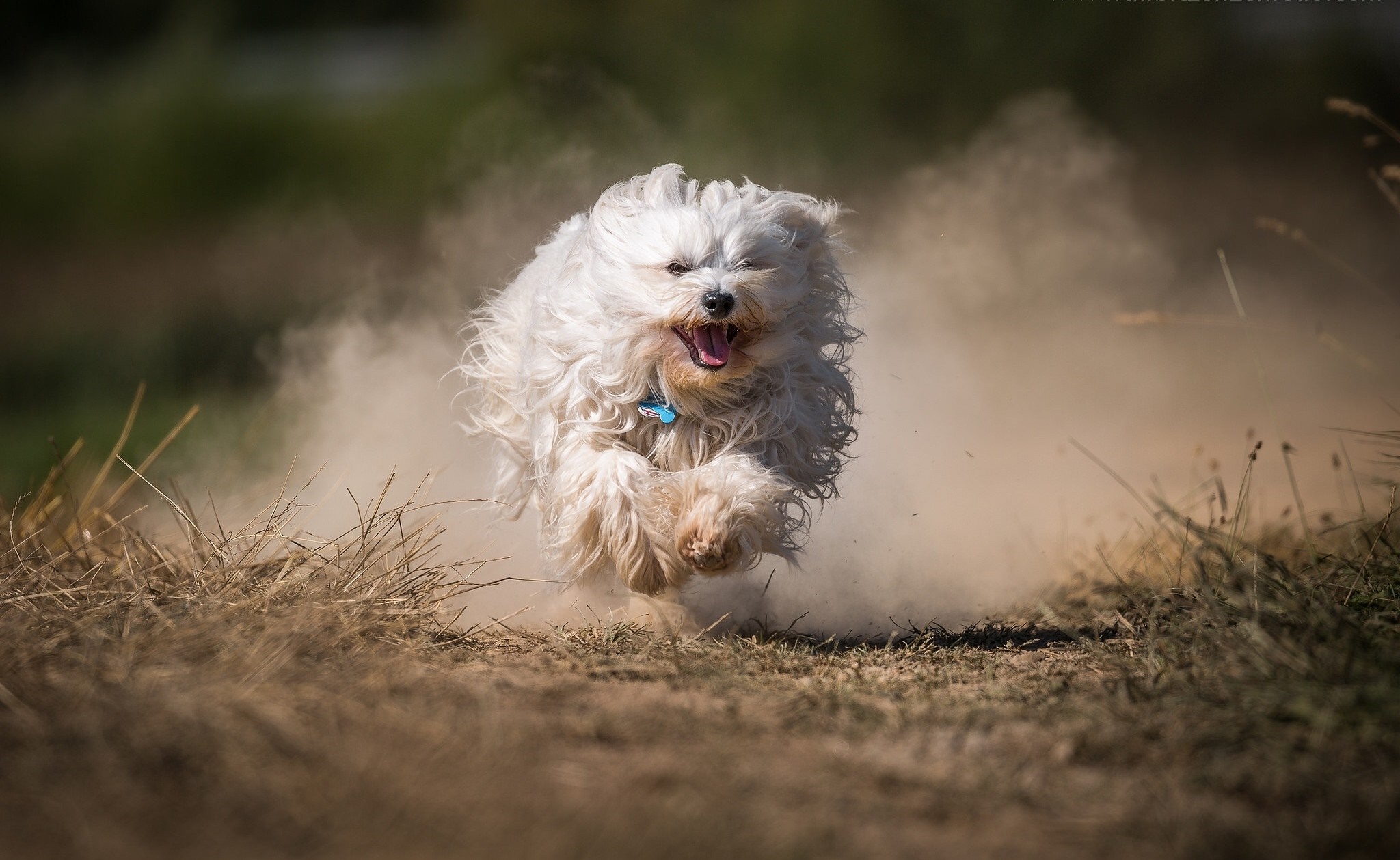 A fluffy white dog running through dust HD Wallpaper
