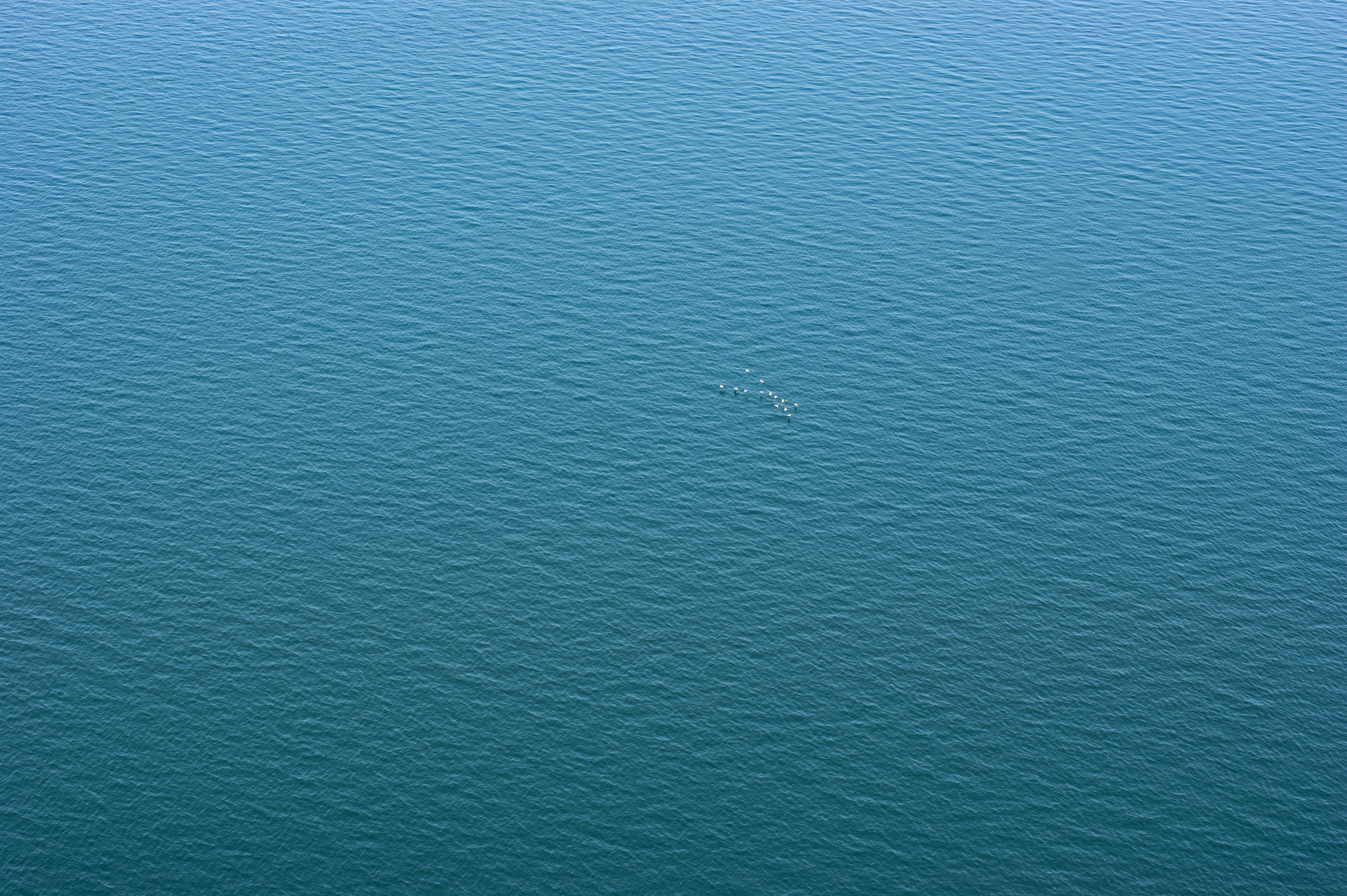 A flock of birds on the surface of the blue ocean HD Wallpaper