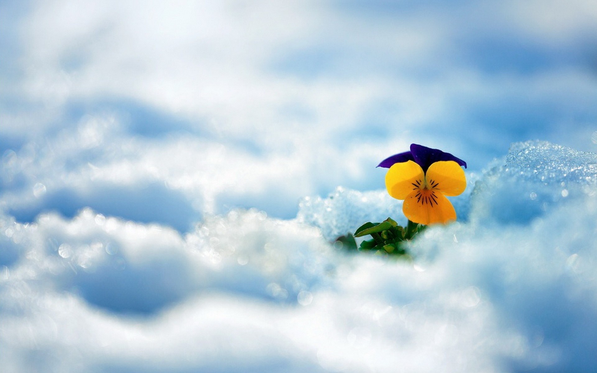 A single pansy flower emerges from the snow HD Wallpaper