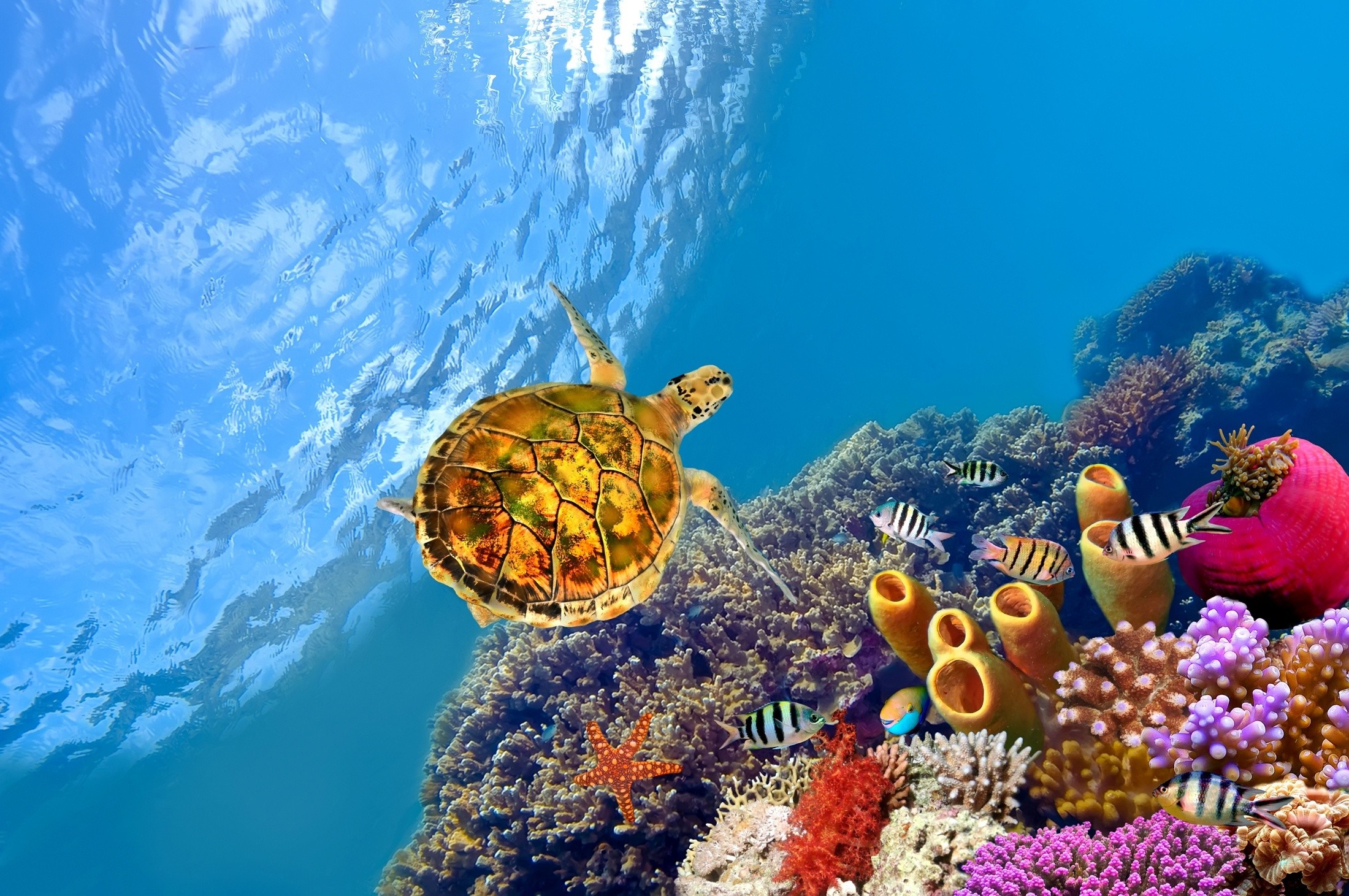 Sea turtle swimming over a colorful coral reef with fish HD Wallpaper