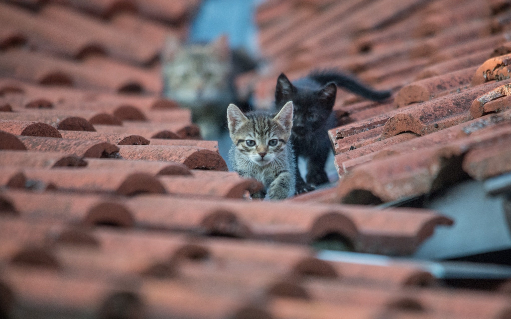 Kittens on a tiled roof HD Wallpaper