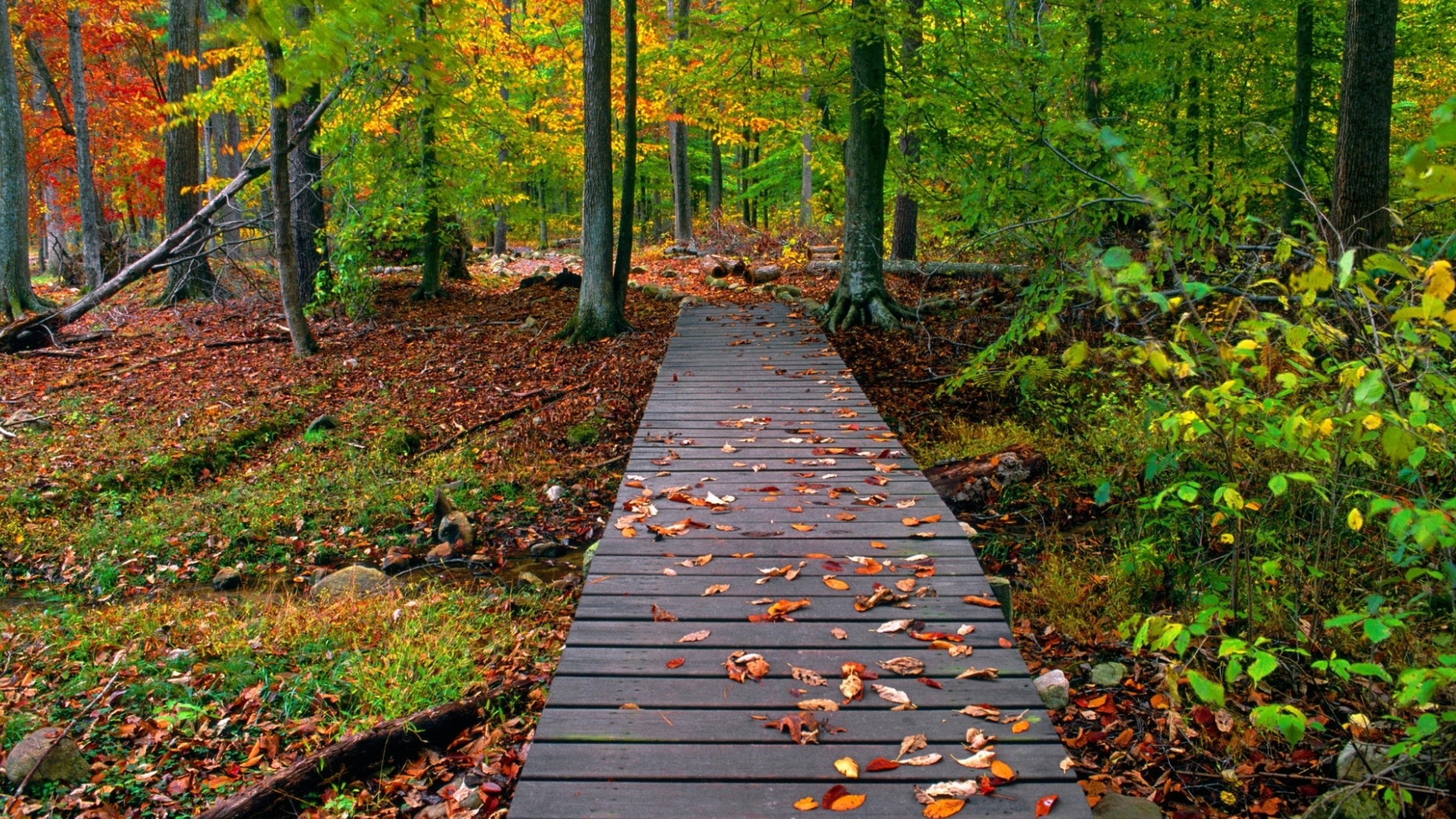 Wooden walkway through an autumn forest with fallen leaves HD Wallpaper