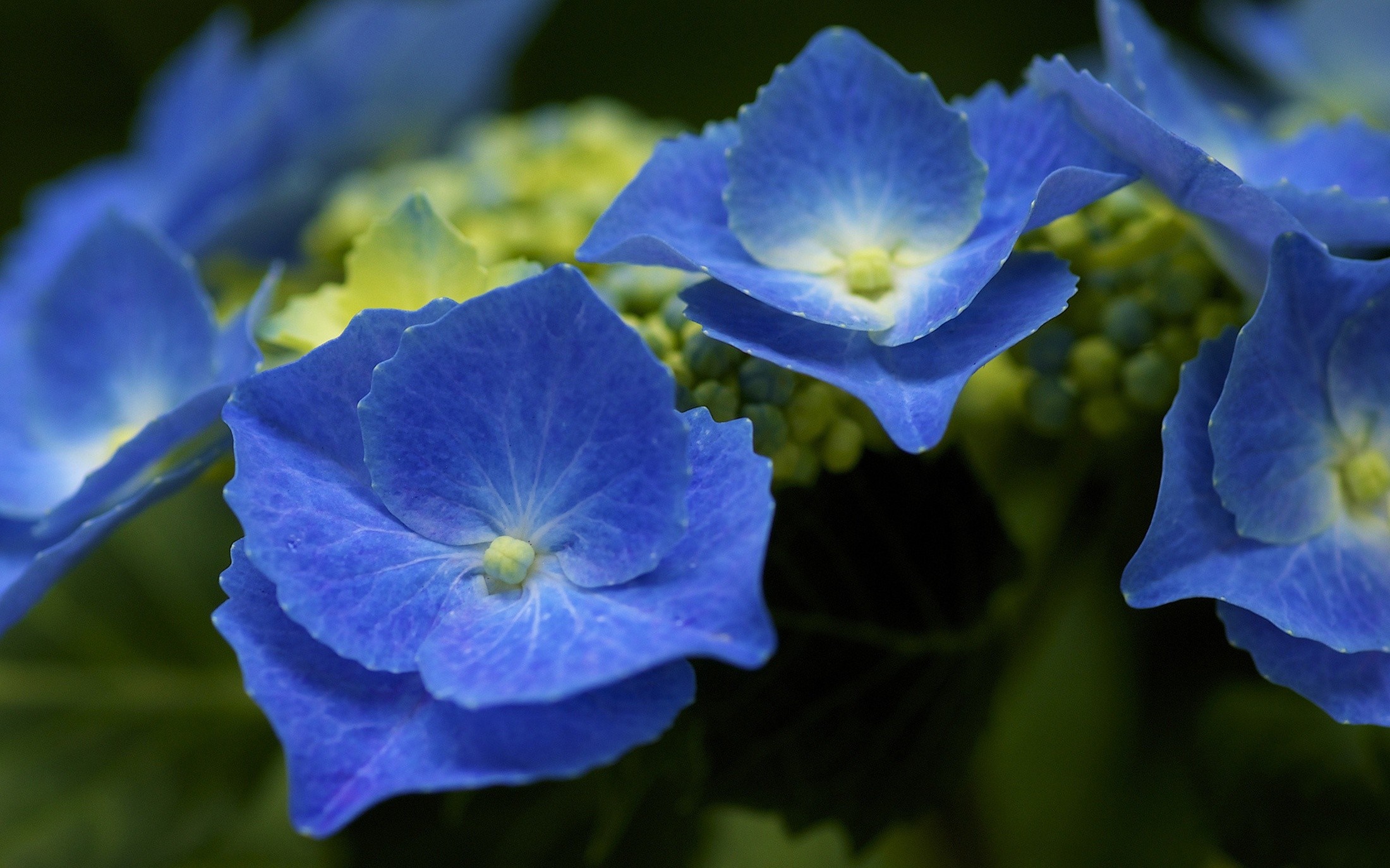 Close-up of blue hydrangea flowers with yellow centers HD Wallpaper