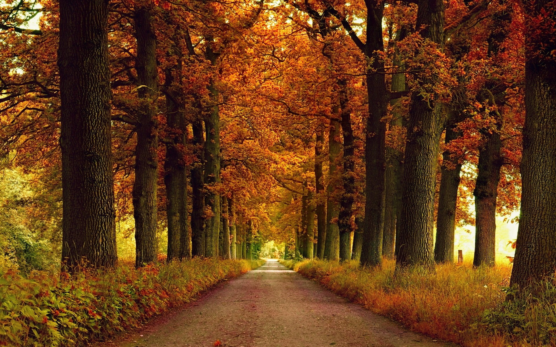 Autumn forest path with colorful leaves and tall trees HD Wallpaper