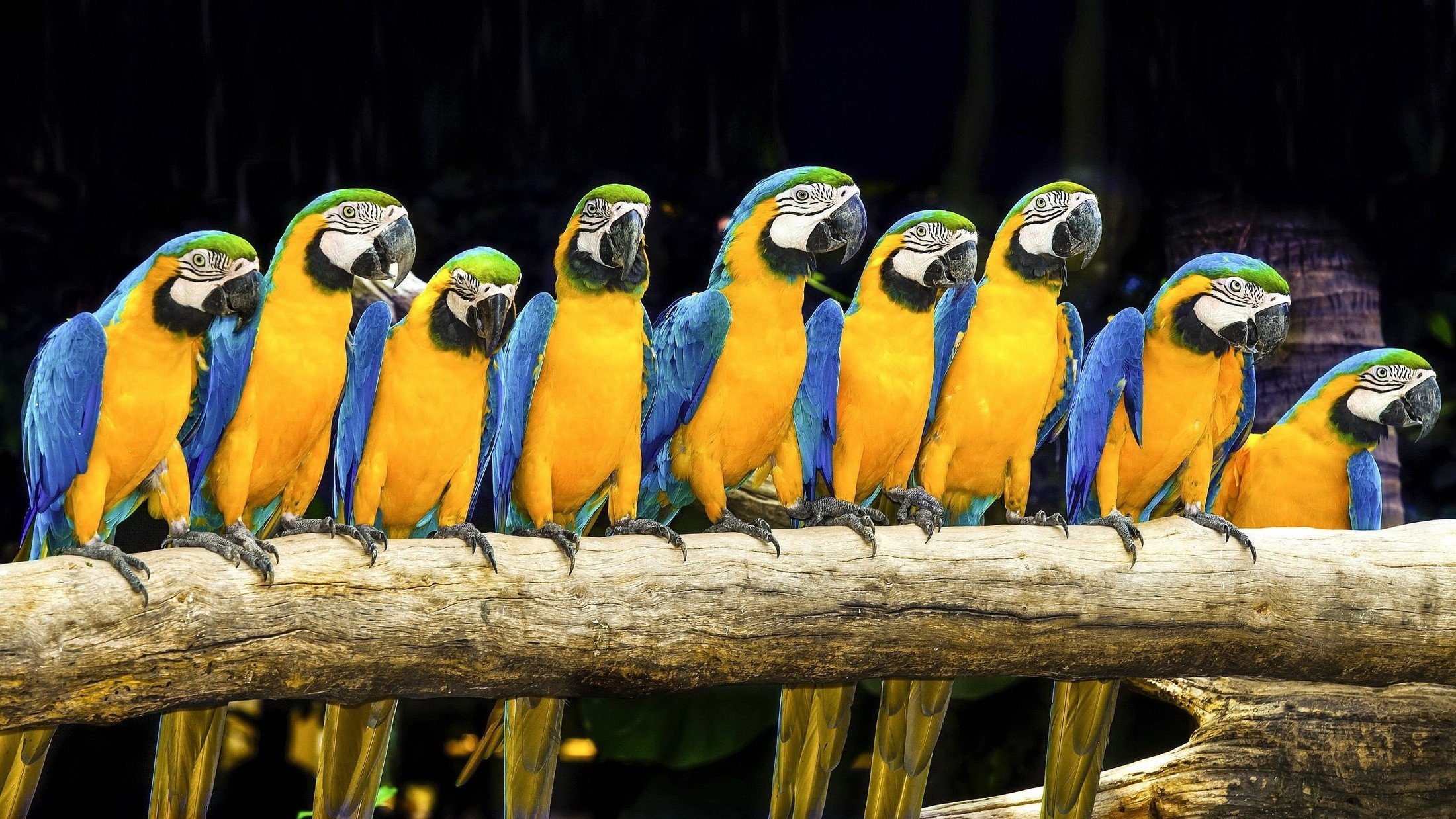 A row of blue and yellow macaws perched on a branch HD Wallpaper