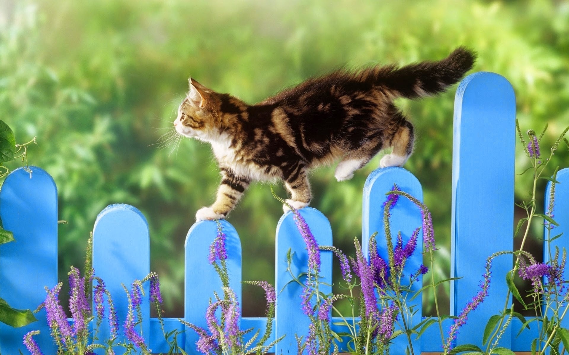 Kitten walking on a blue fence with purple flowers HD Wallpaper